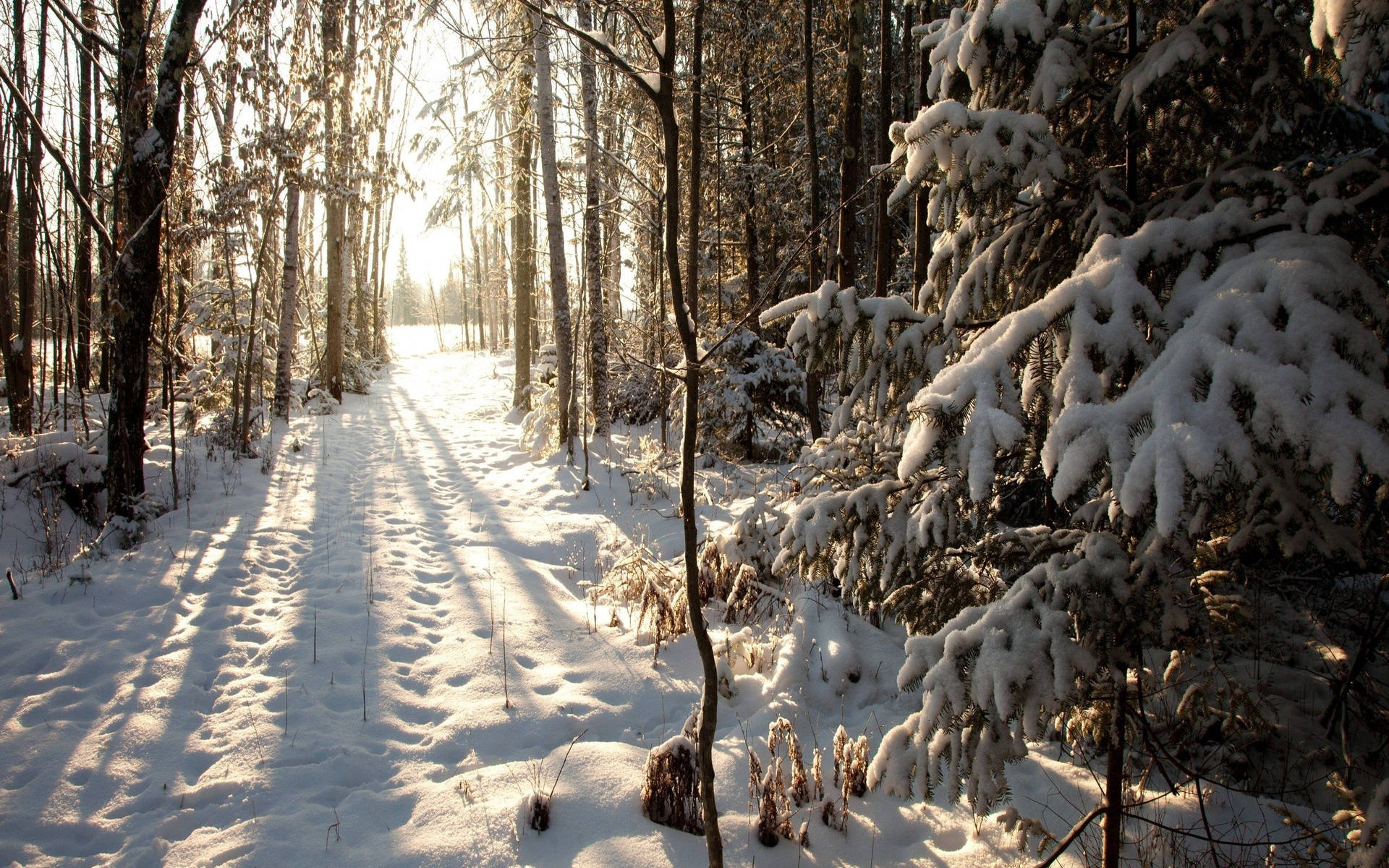 Bos Gedurende Winter-agtergrond