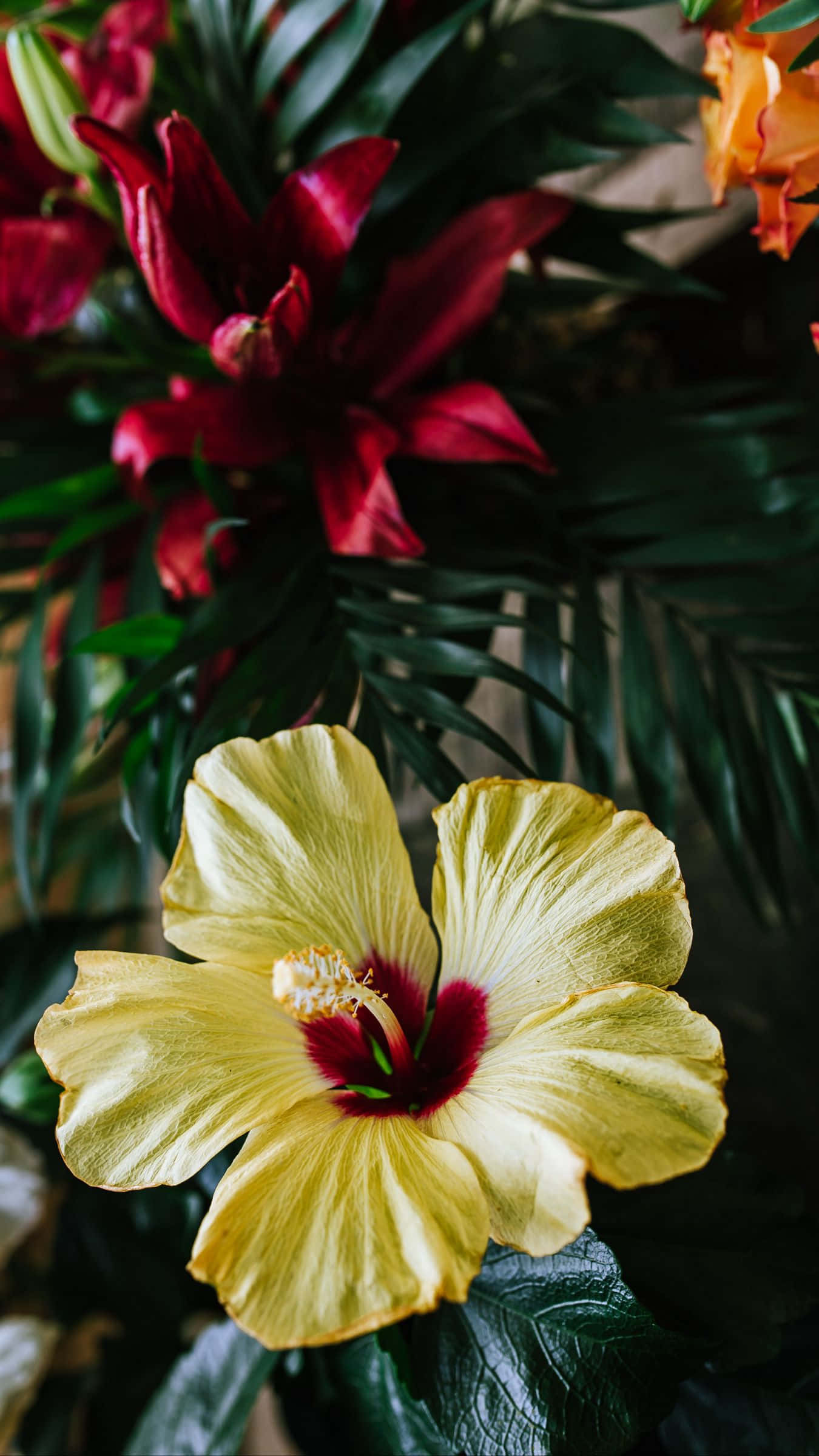Bossie Geel Hibiskusblom Muurpapier