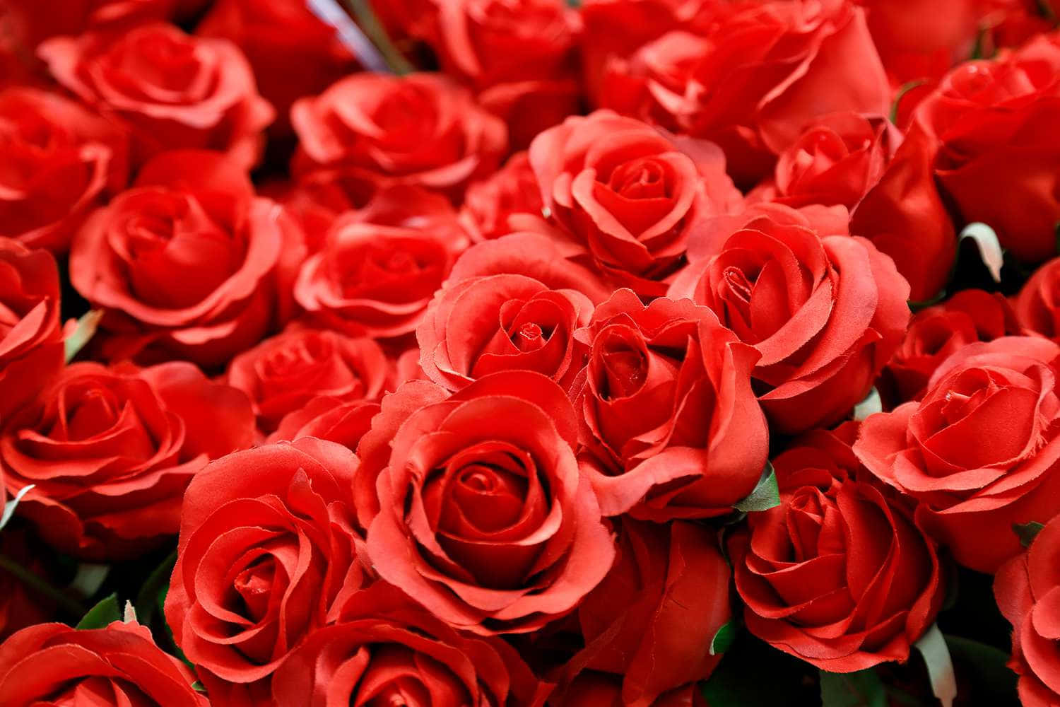 Bossie Rooi Roosblomme Valentynsdag Prente Muurpapier