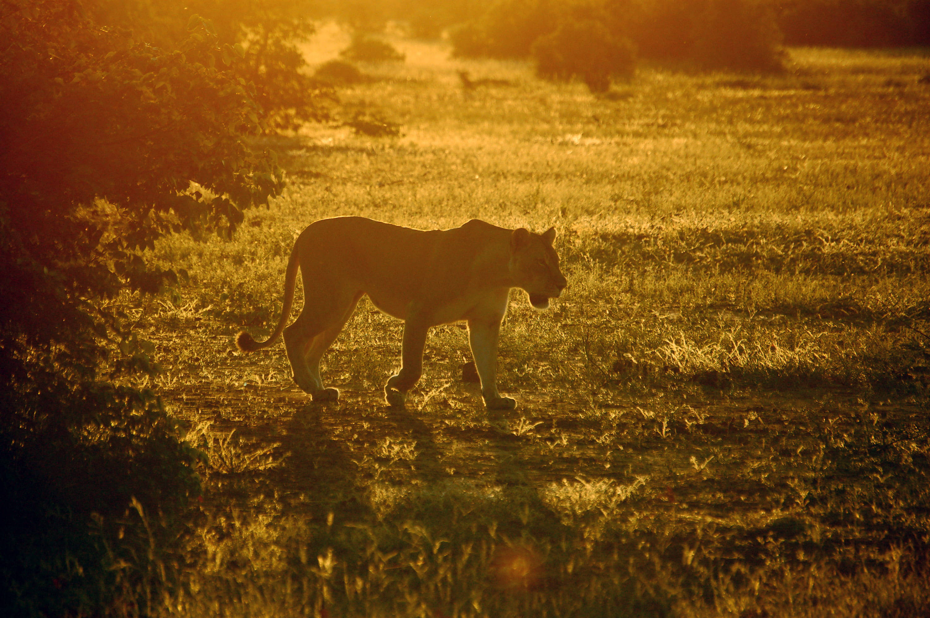 Botswana Sonlig Leeuwyfie Muurpapier