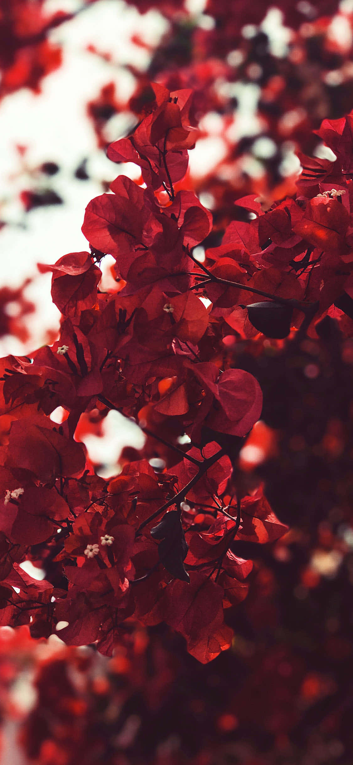 Bougainvillea Bos Estetiese Rooi Agtergrond Muurpapier
