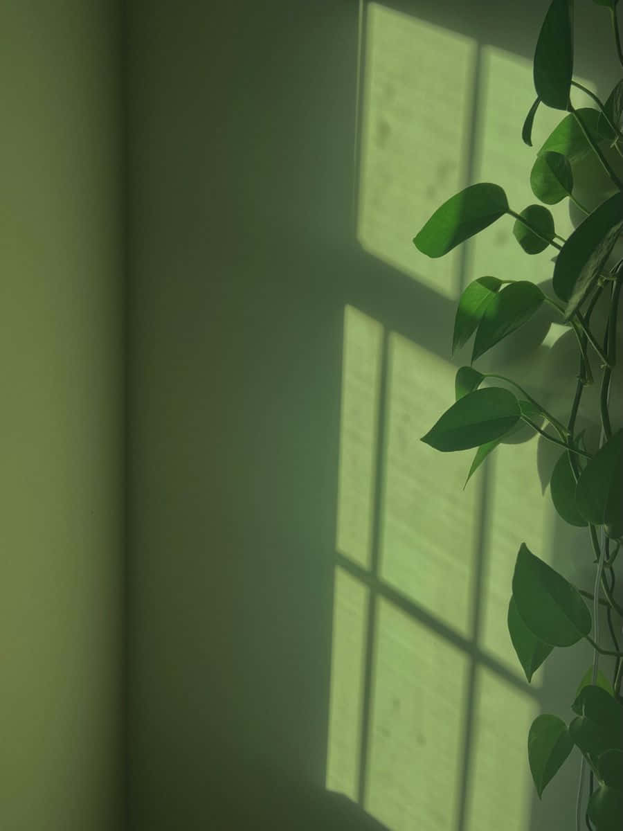 Bring 'n tikkie natuur in jou huis met 'n pragtige Saliegroen-estetika Muurpapier