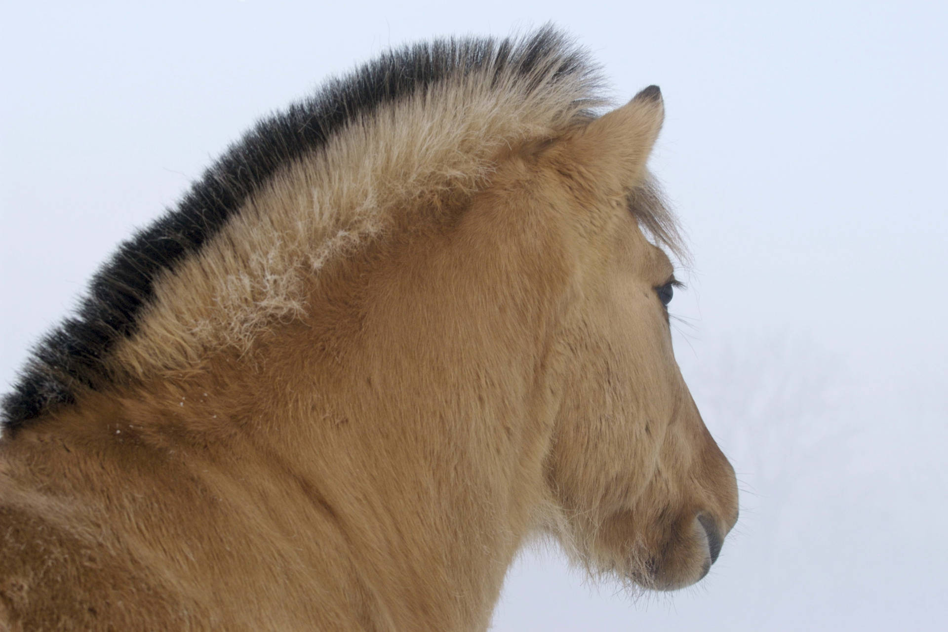 Oulike bruin perd in winter sneeu agtergrond