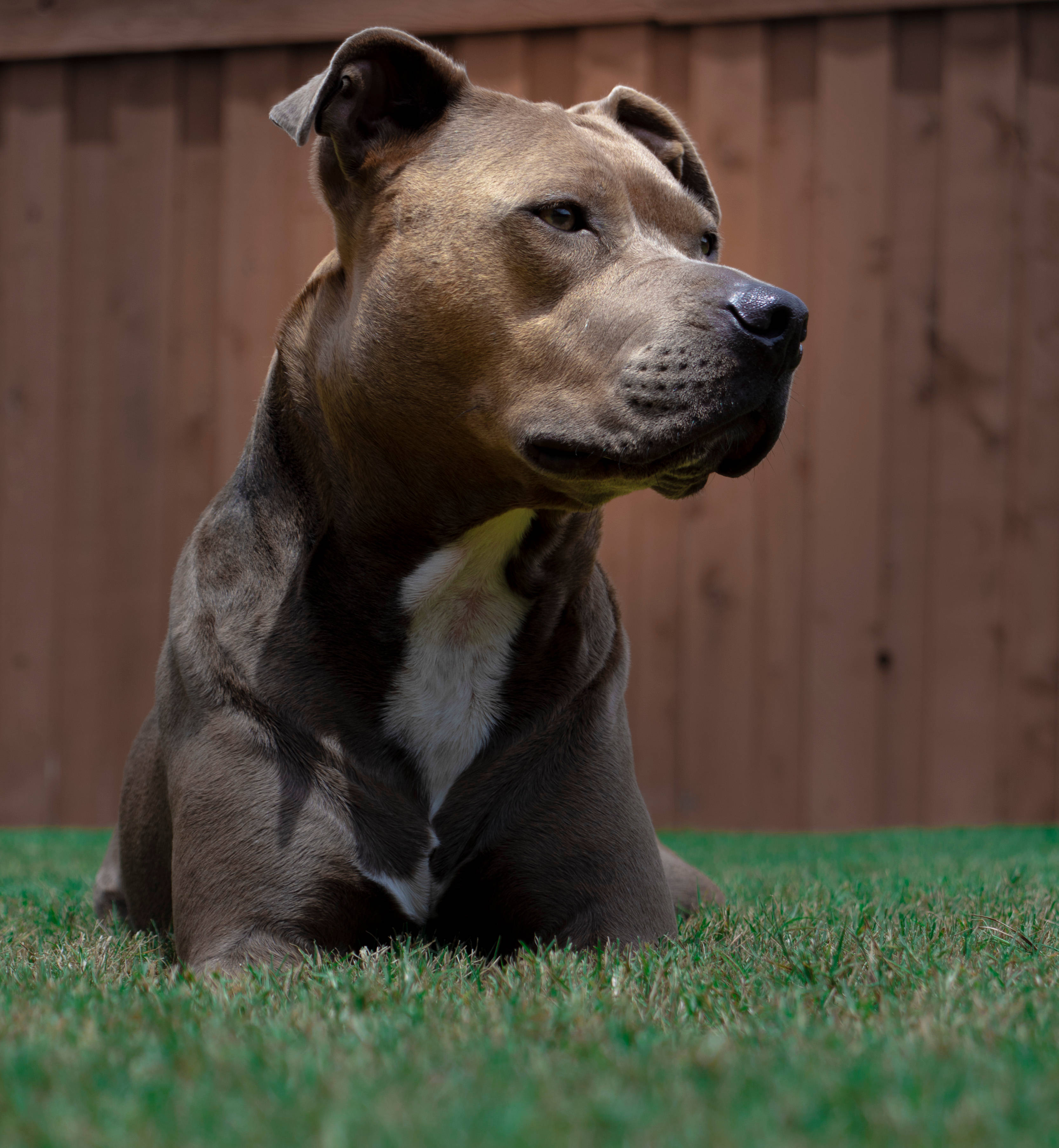 Bruin Wit Amerikaanse Pitbullhondjie Muurpapier