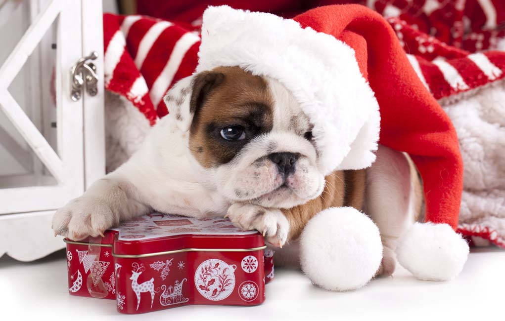 Bulldog-hondjie Kersgeskenk Muurpapier