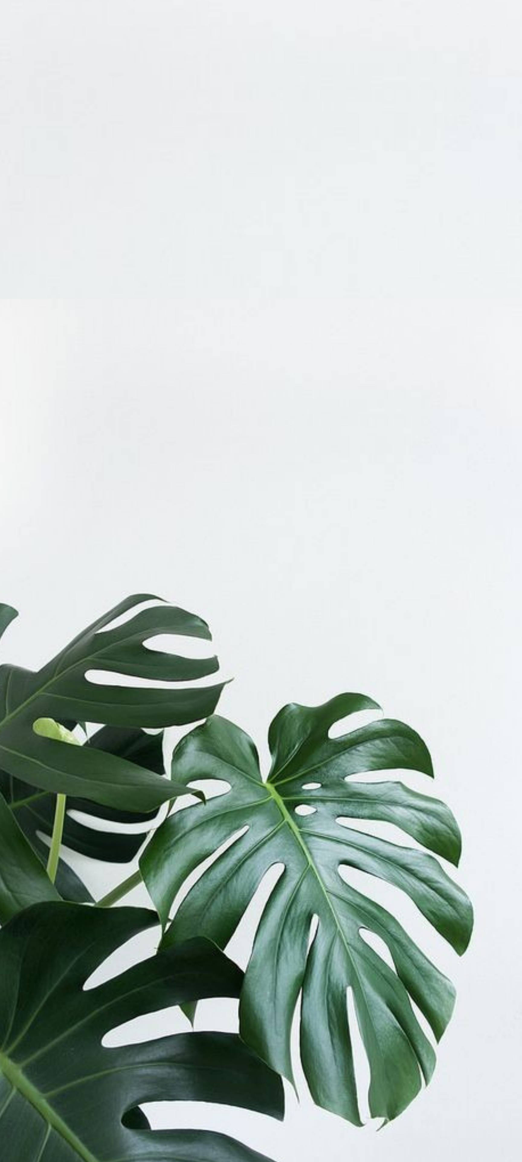 Byskrif: Switserse kaasplant teen wit muur Muurpapier