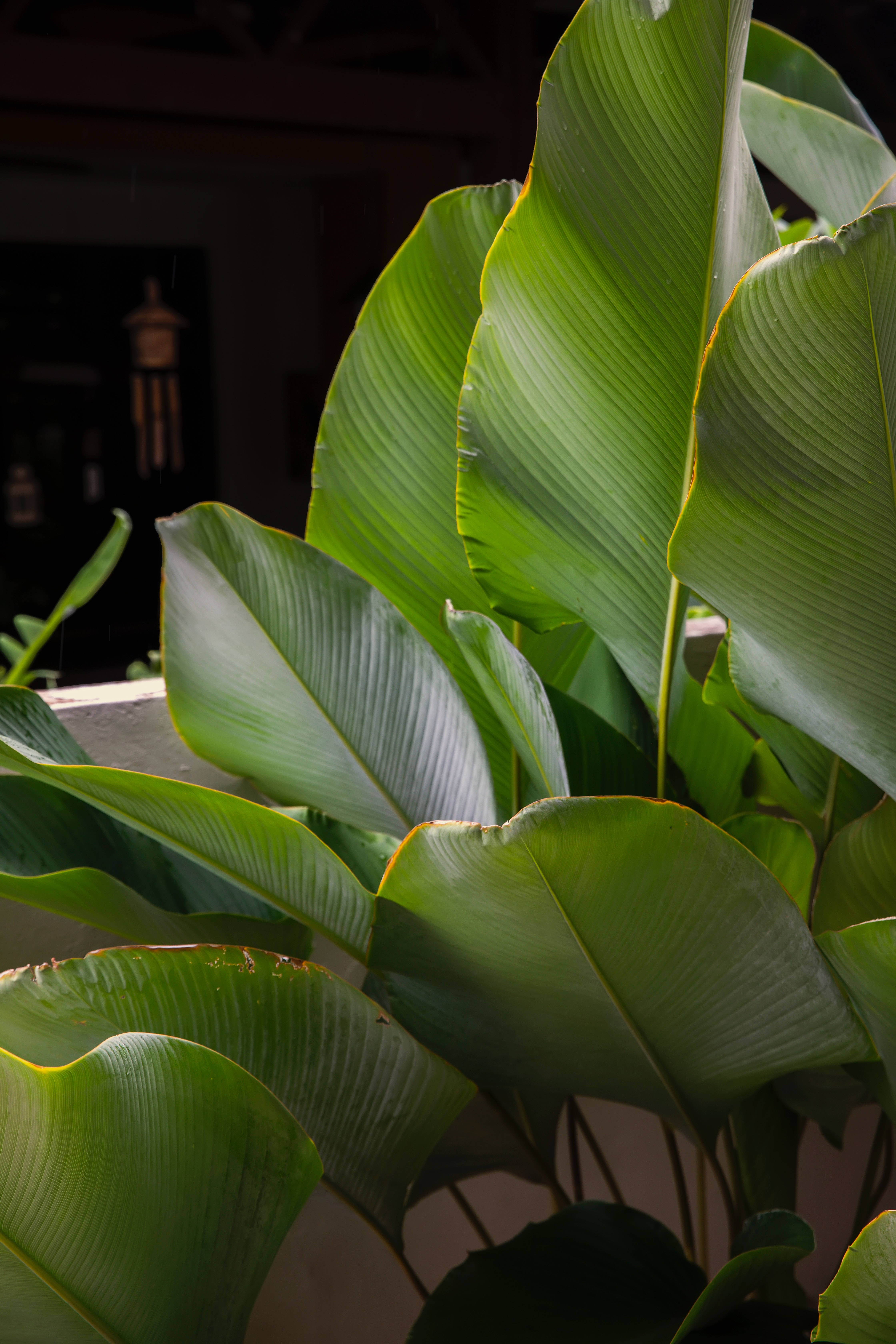 Calathea Lutea Plant Estetika Muurpapier