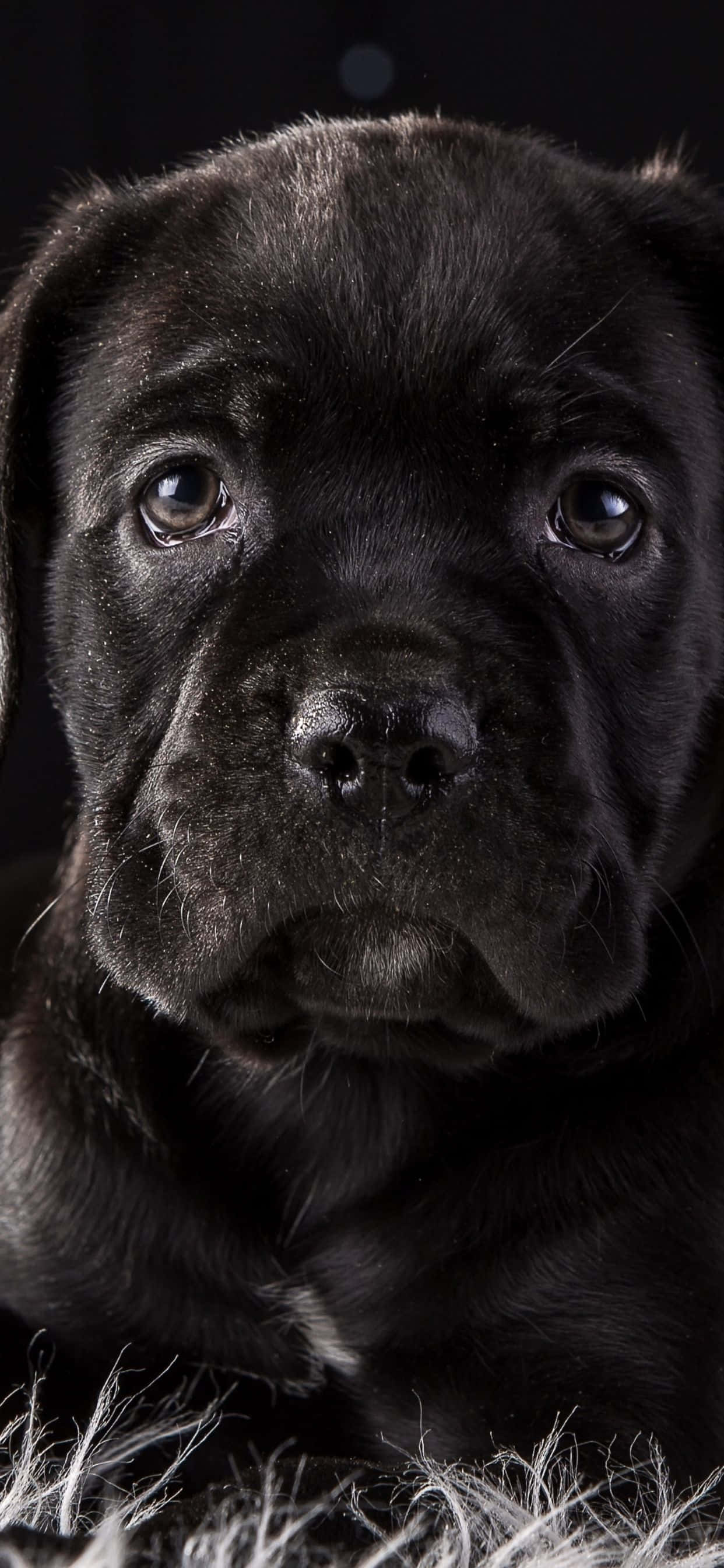 Cane Corso - 'n Lojale en Liefdevolle Ras Muurpapier