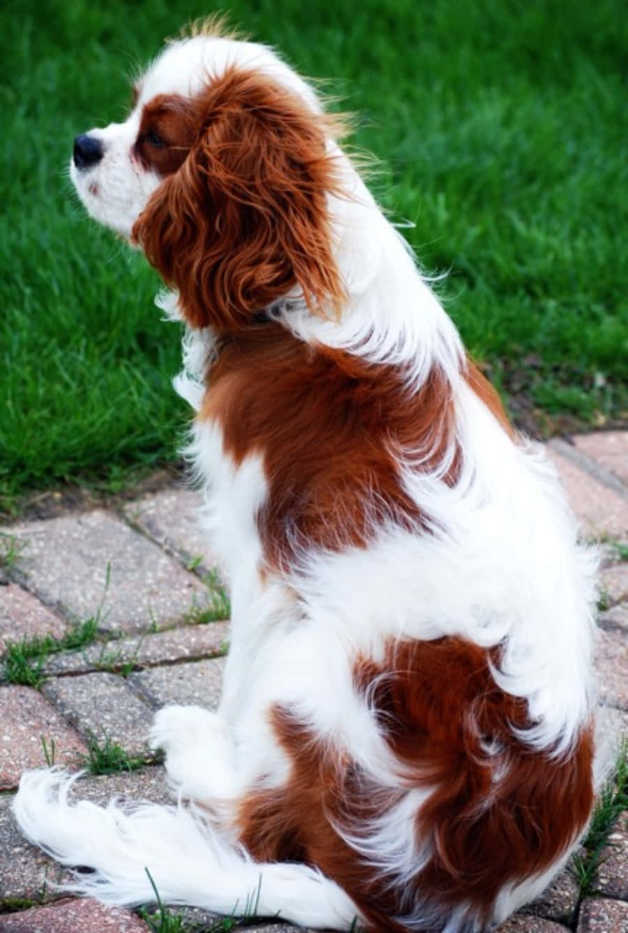 Cavalier King Charles Spaniel Hondenprent Muurpapier
