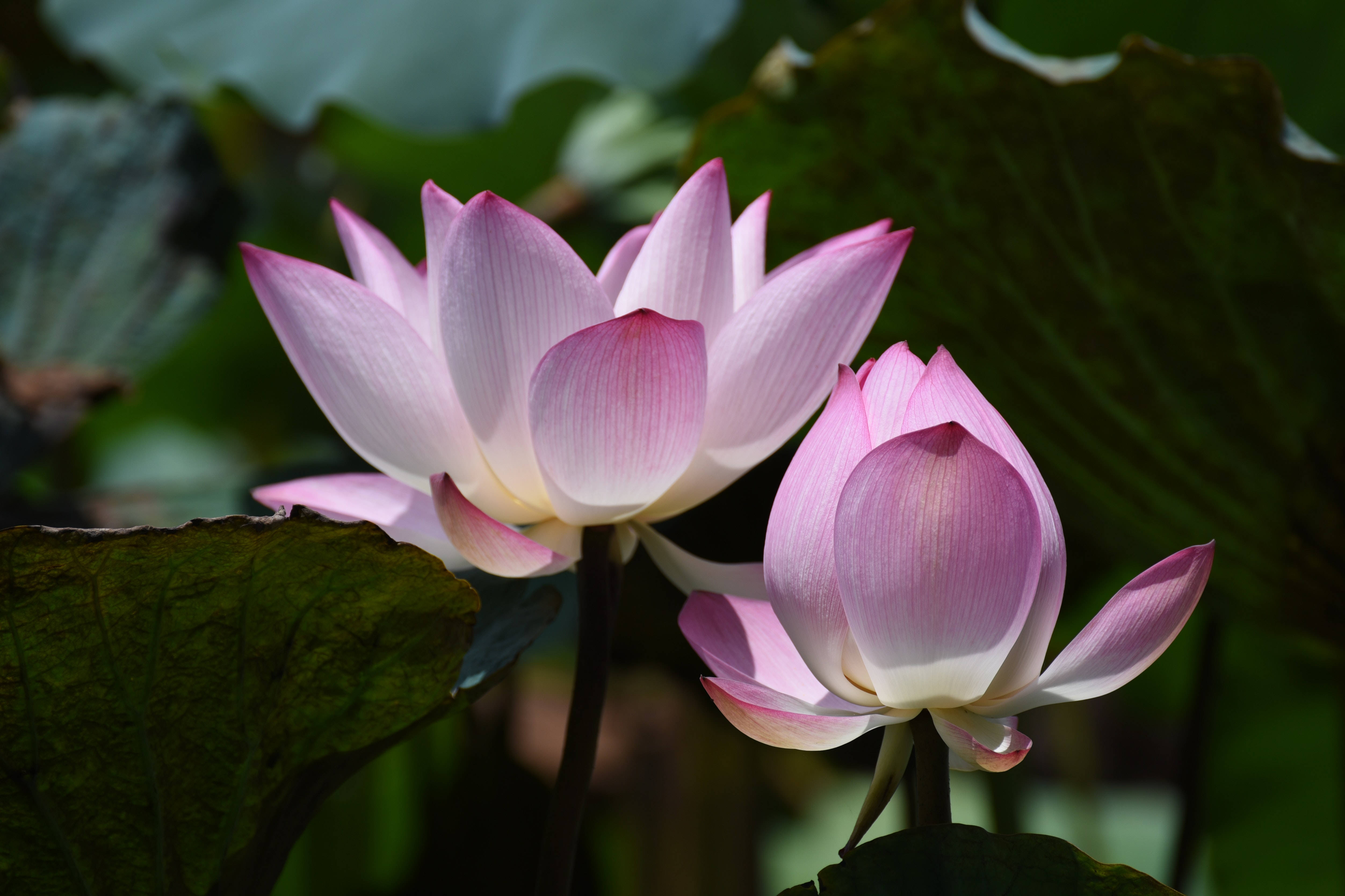 Chawan Basu Lotusblom Muurpapier