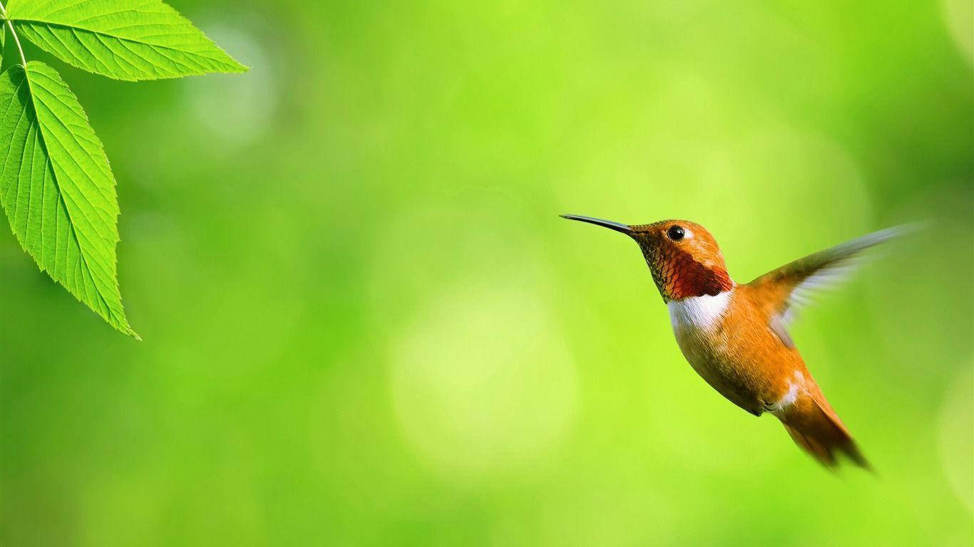 Colibri-kolibrie Oulike Buitenblad Muurpapier