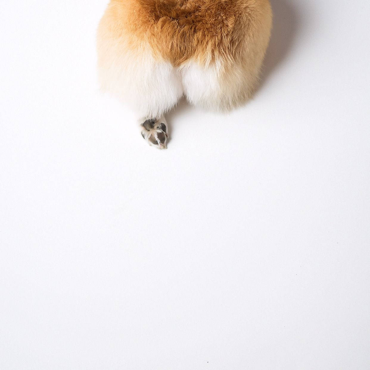 Corgi Boude Muurpapier
