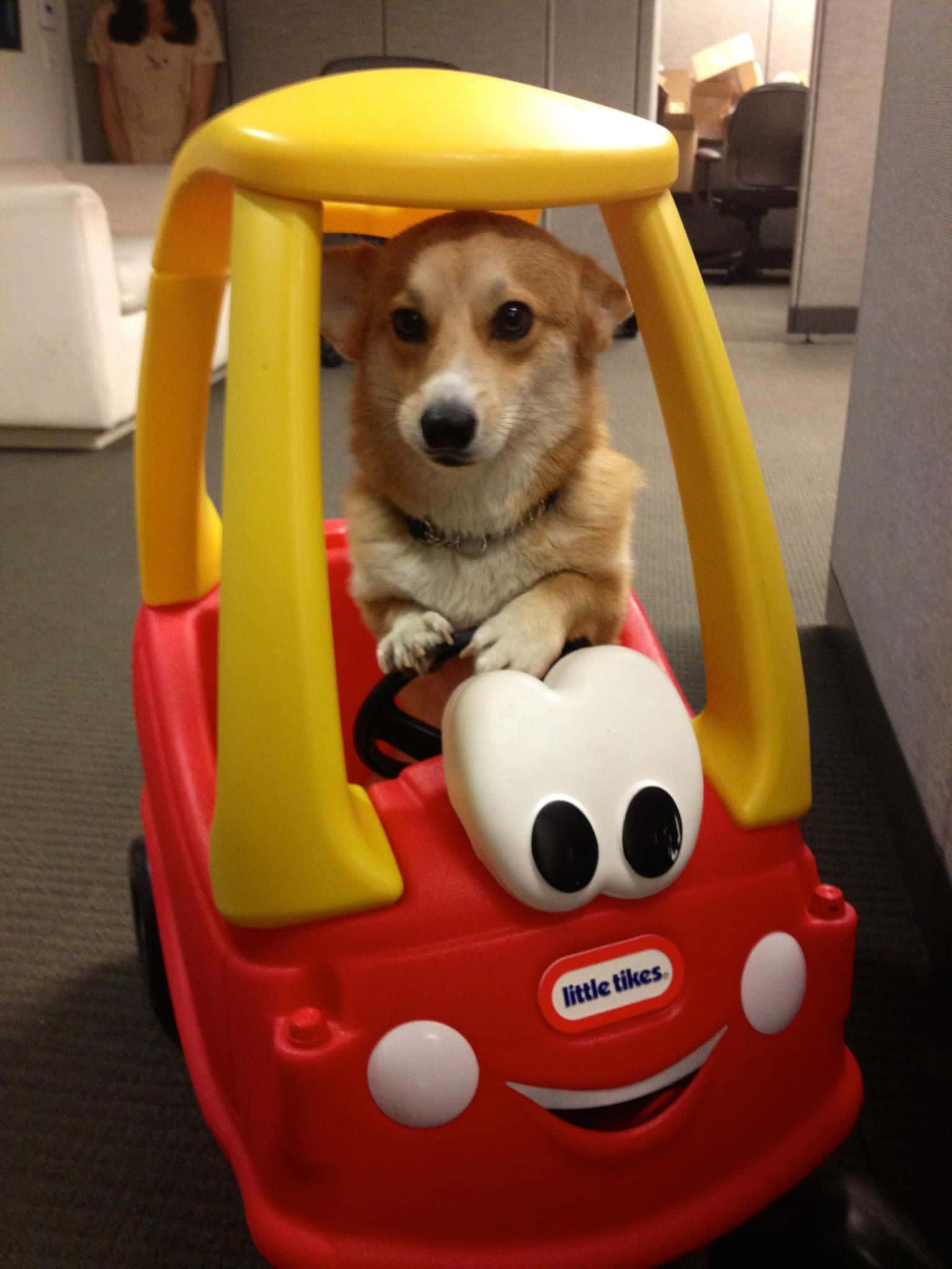Corgi glimlagte - Geluk is 'n goeie maagkrap Muurpapier