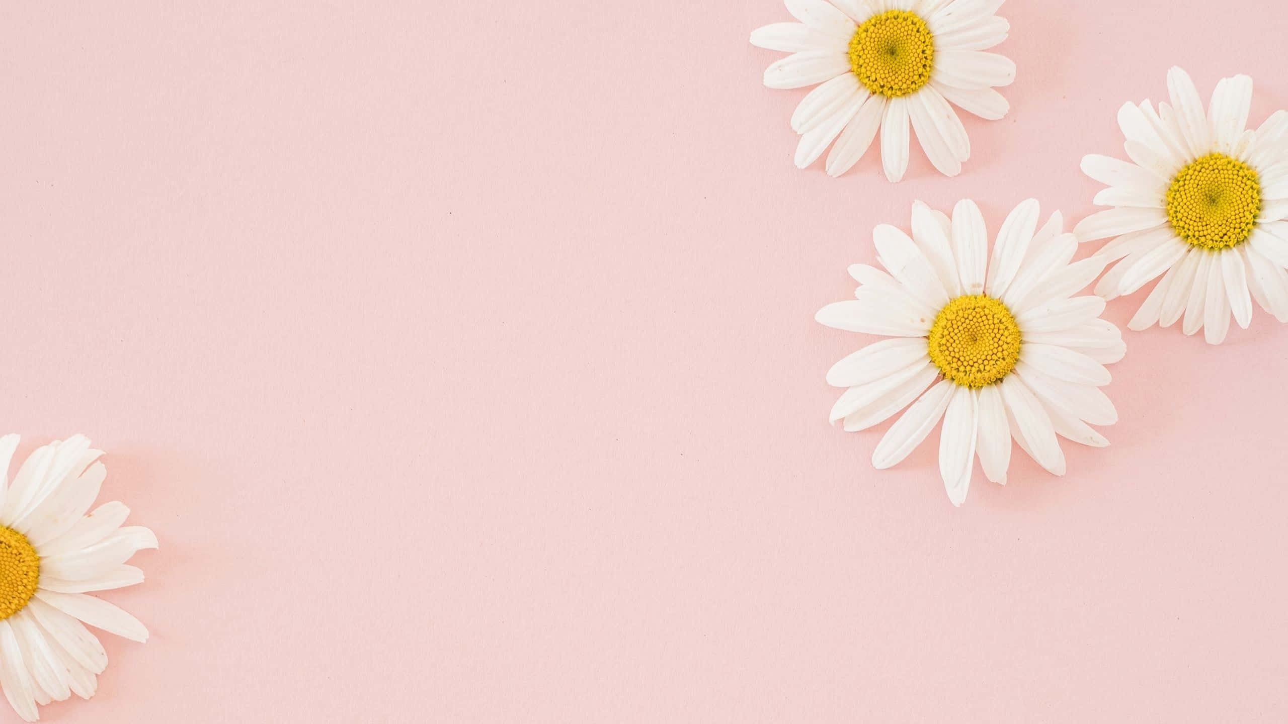 Daisies Aesthetic Rekenaar Ligpienk Muurpapier