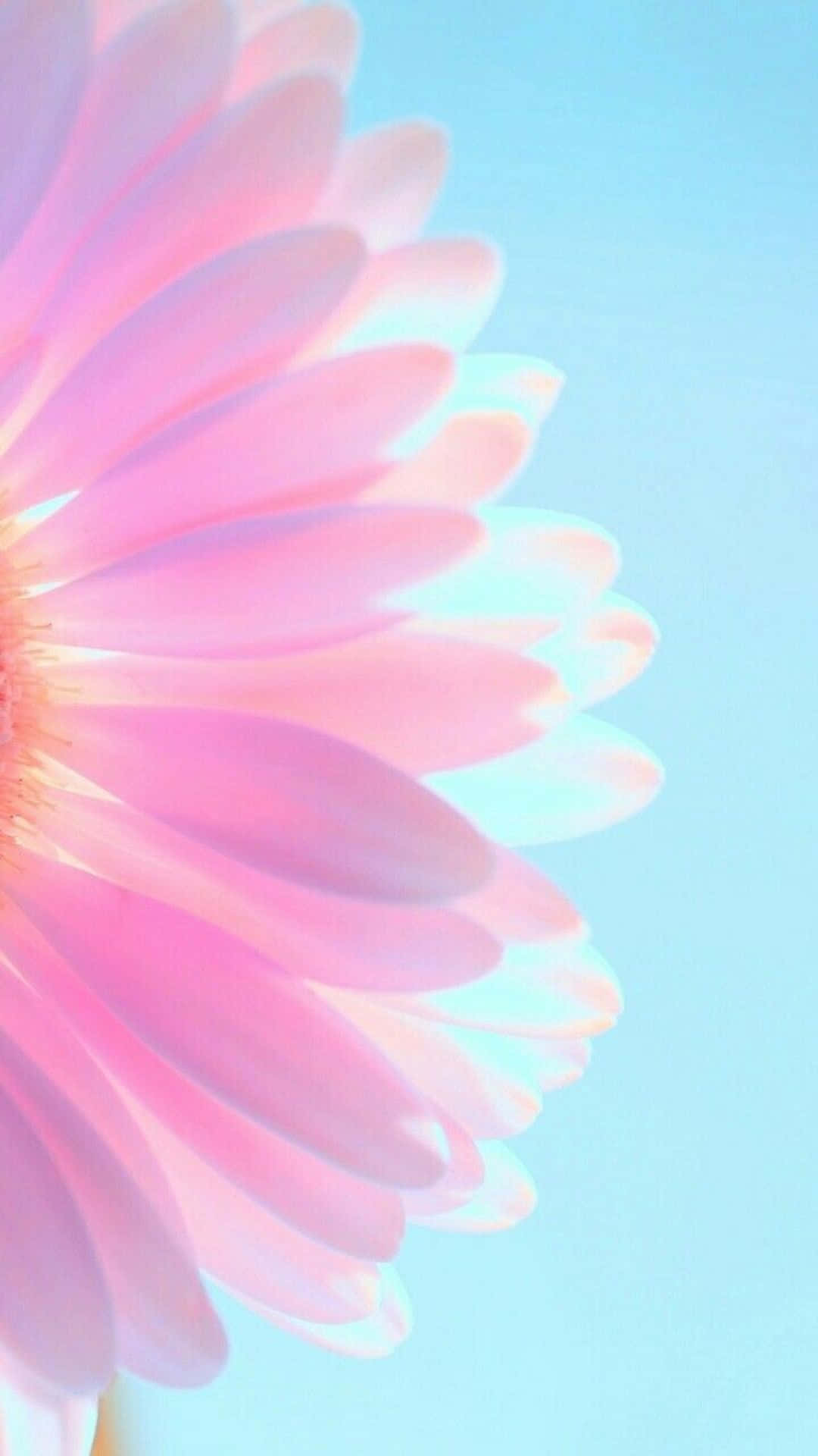 Daisy Blom Pers Pastel iPhone Muurpapier