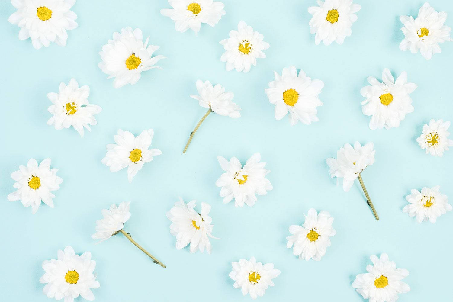 Daisy Esteties Ligblou Muurpapier