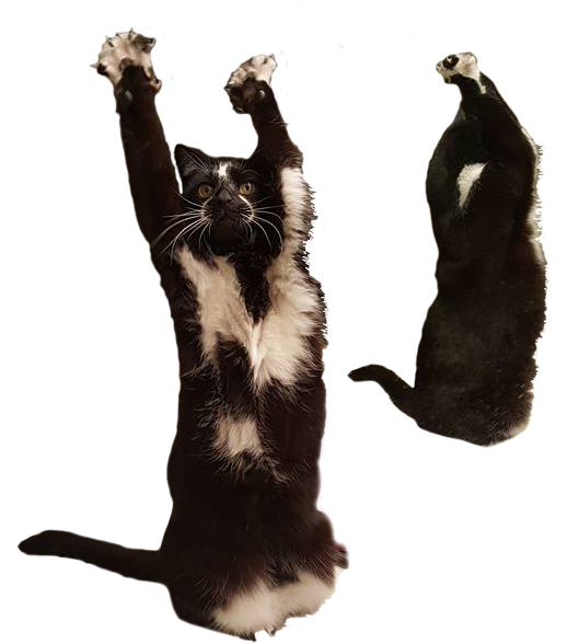 Dansende Kat en Heuningdas Meme Muurpapier