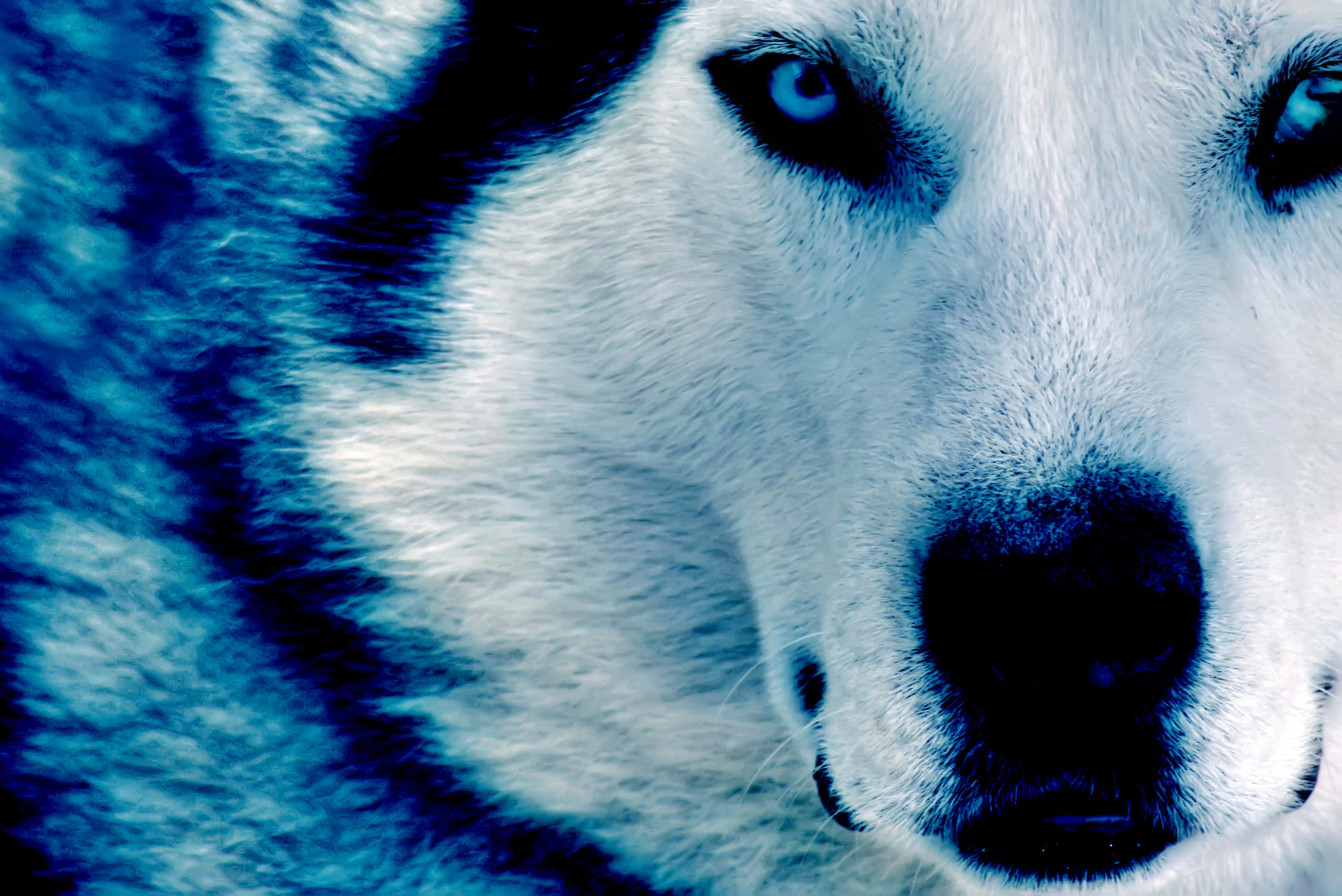 Dapper en Kragtig, Hierdie Koel Wolf is Gereed om Oor te Neem Muurpapier
