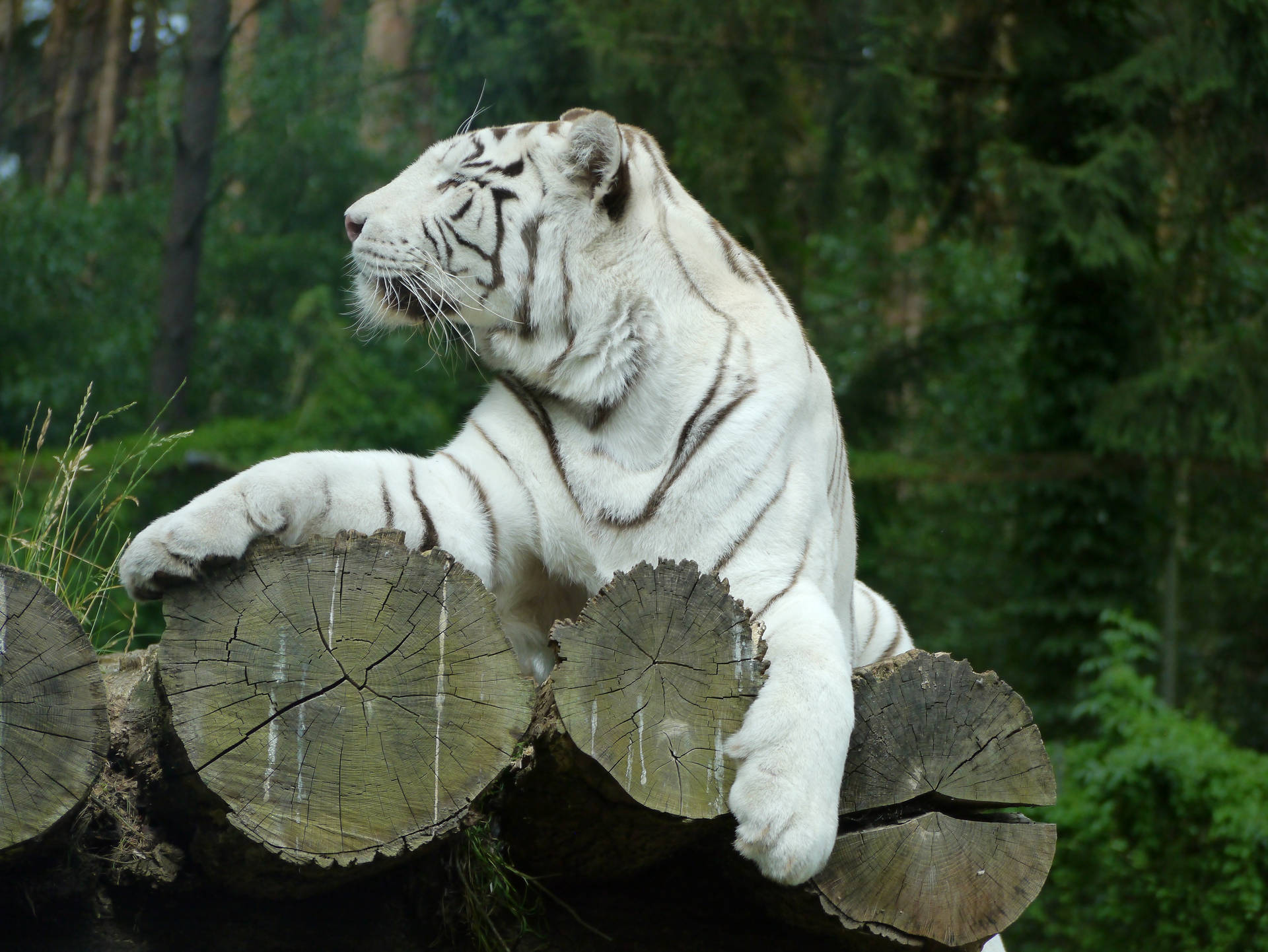 Majestueuse agtergrond van wit tier wat op stompe sit