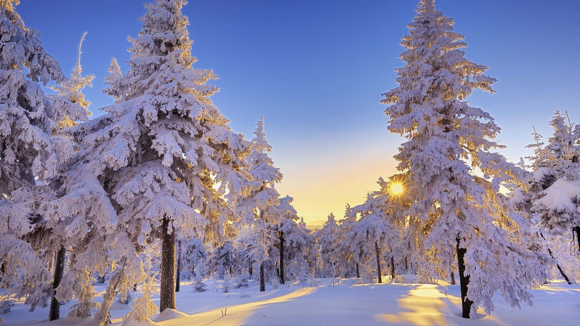 Dennebome teen 'n Sonsondergang Winter Wonderland Agtergrond Muurpapier