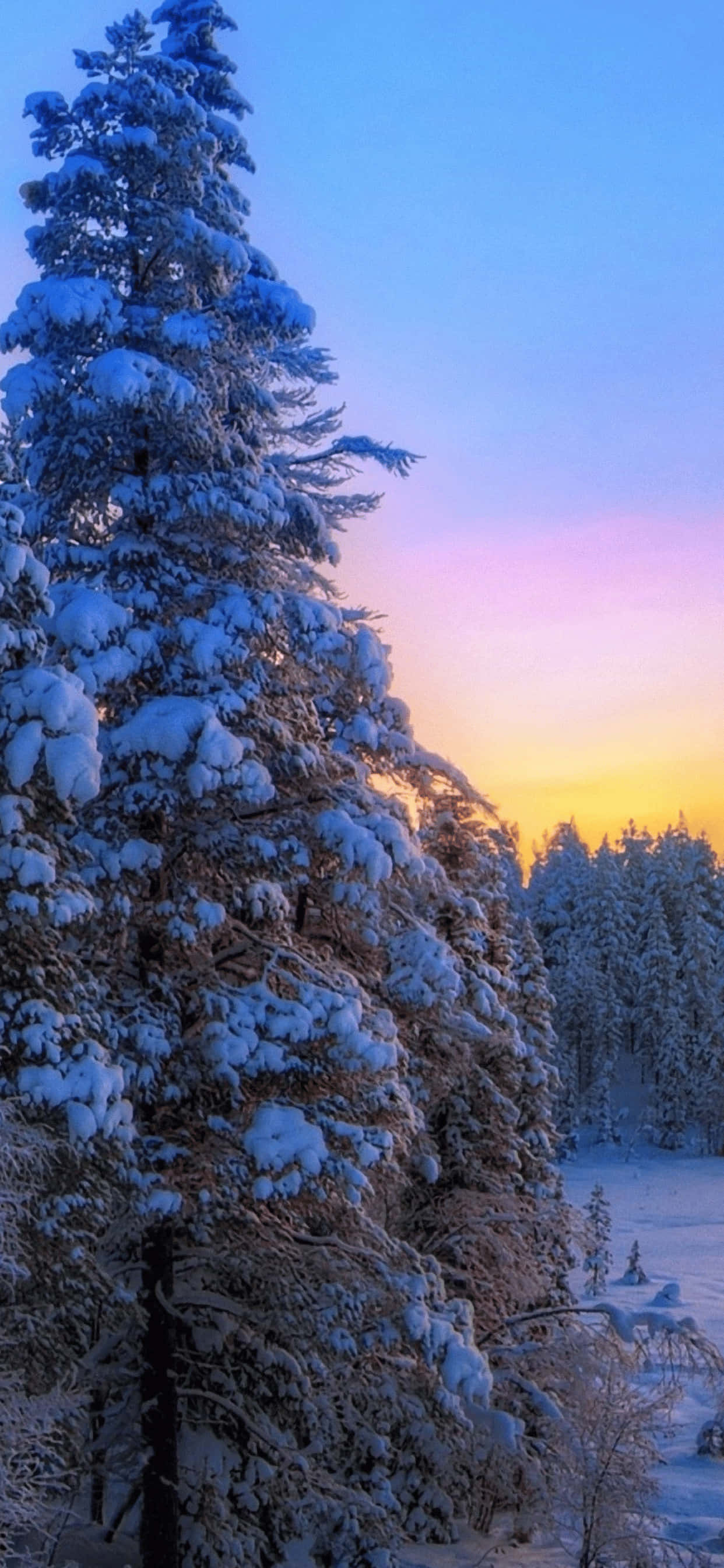Denneboom met Sneeu iPhone XS Max Winter-agtergrond Muurpapier