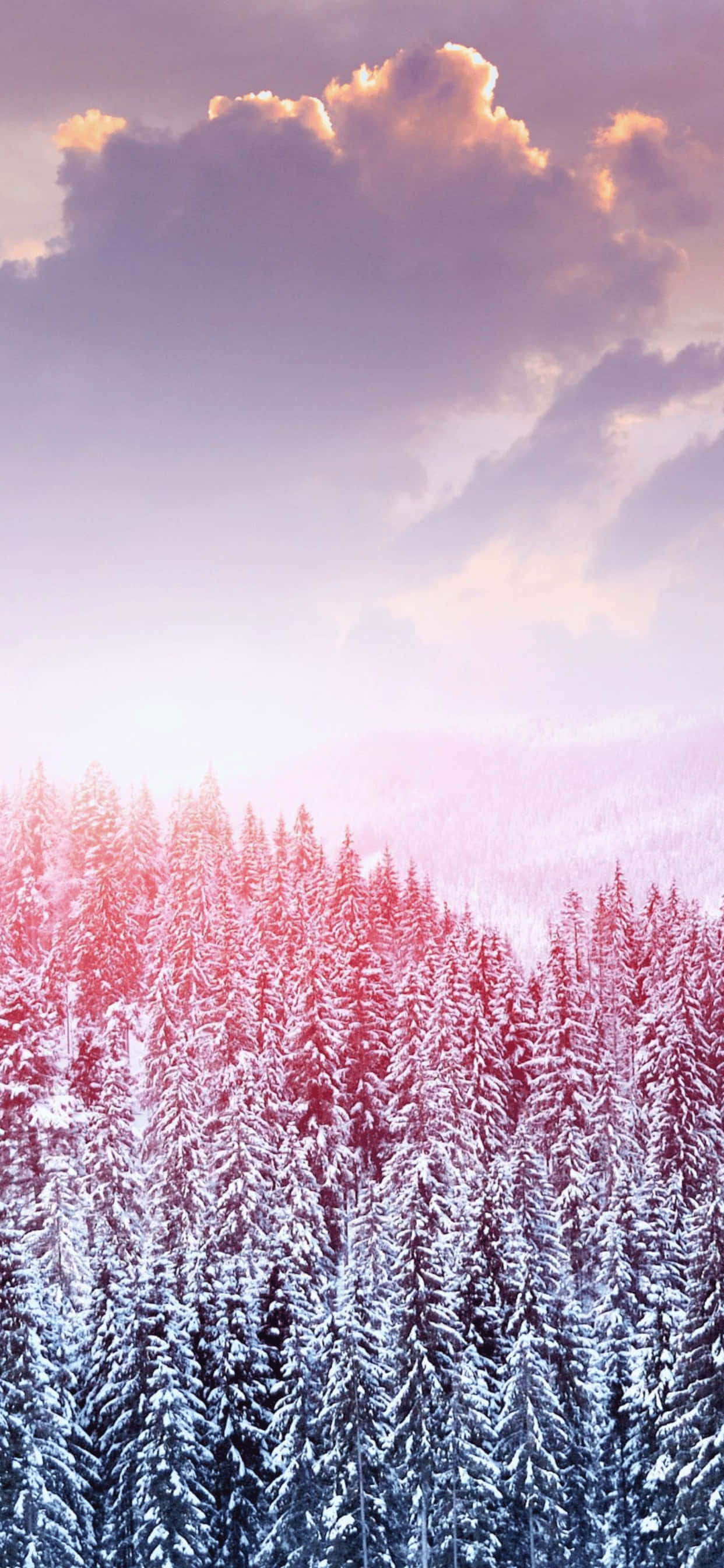 Denneboomwoud iPhone XS Max Winter Agtergrond Muurpapier