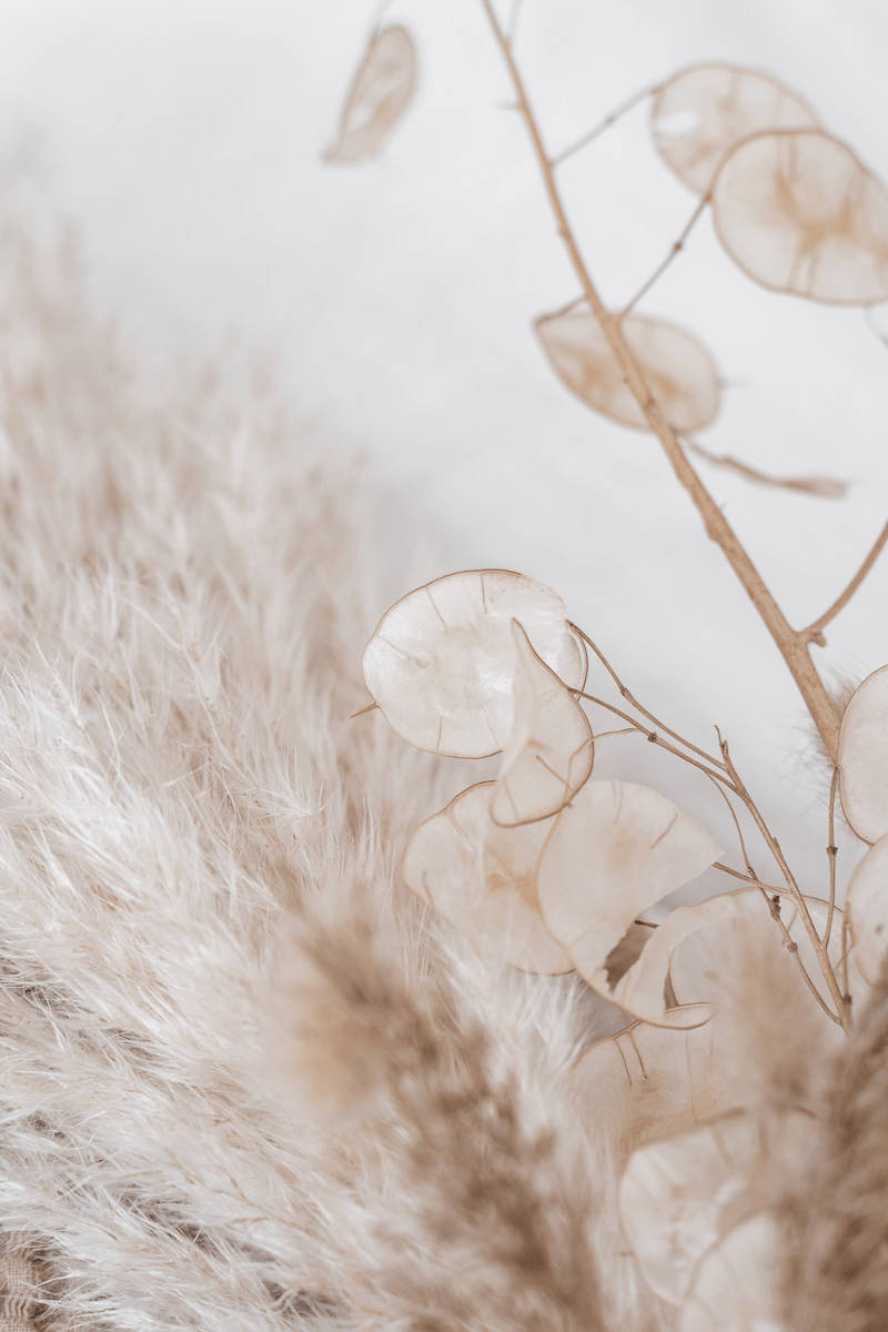 Deursigtige Blare oor Beige Estetiese Foonbeeld Muurpapier