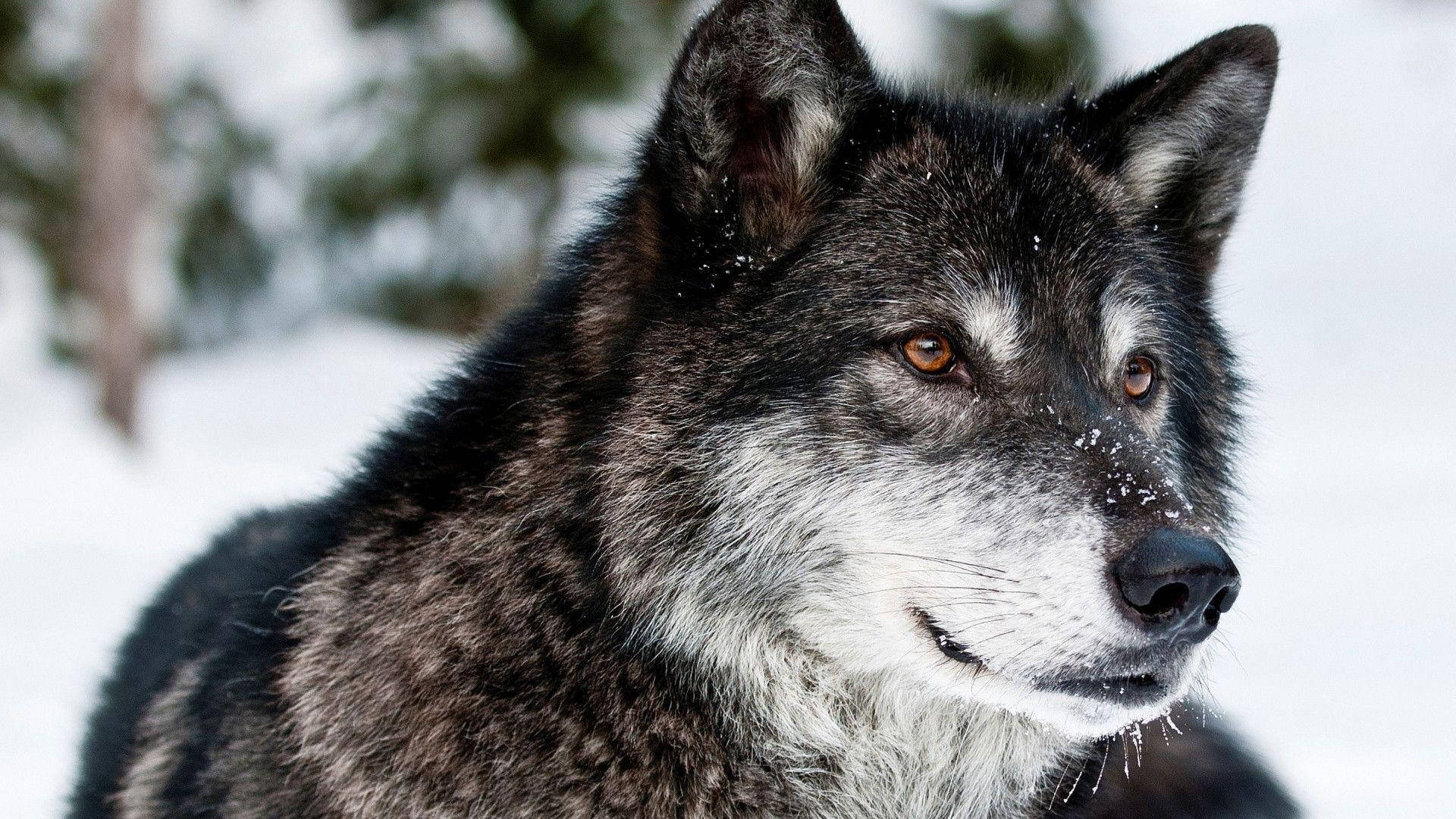 Die Eensame Wolf Muurpapier