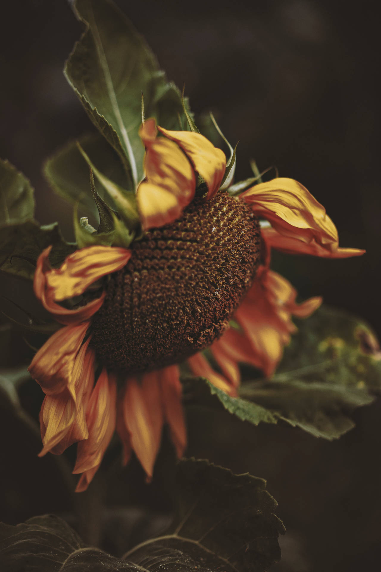 Nabyfoto van Sonneblom se skyfblommetjies en bruin sade.