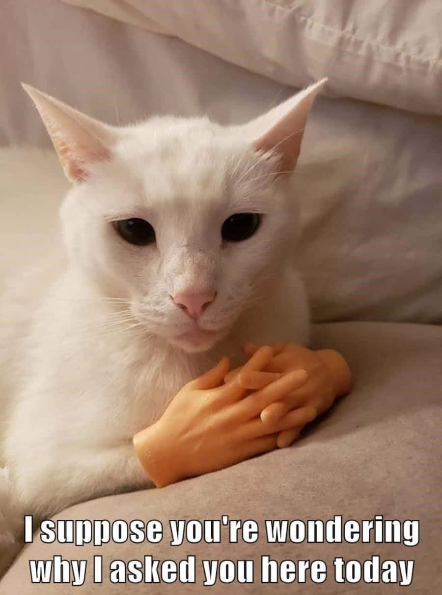 "Die lewe is te kort om nie 'n kat te wees nie!" Muurpapier