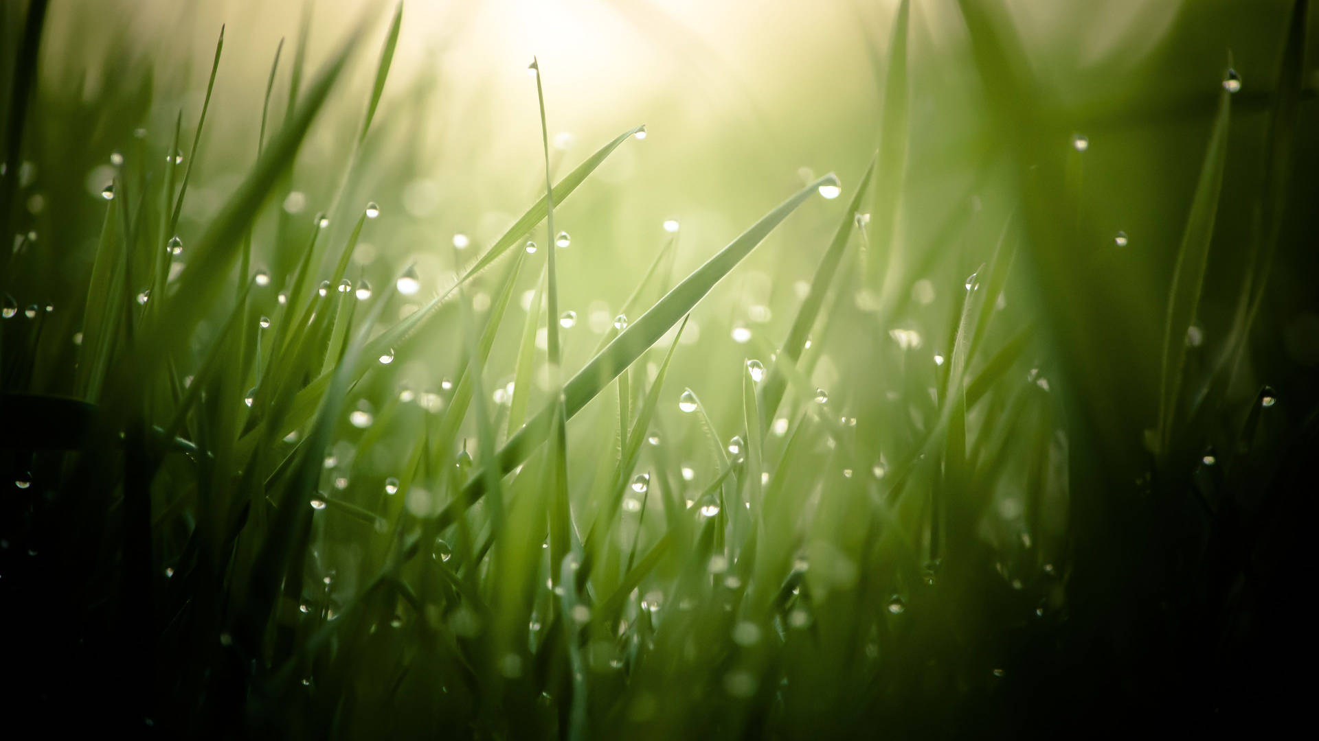 Oggenddou op groen gras muurpapier.