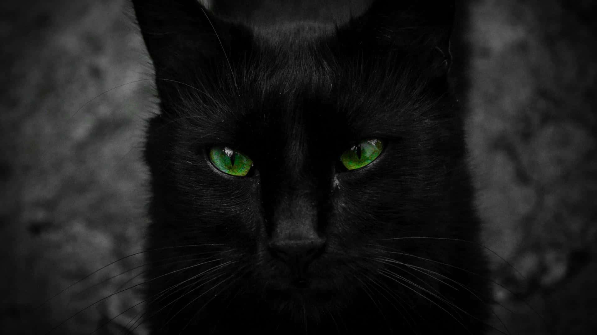 Die Onafhanklike Blik van 'n Swart Kat Muurpapier
