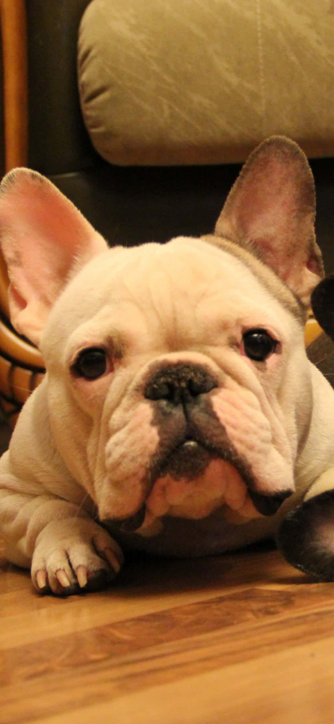 Die Oulike Franse Bulldog Muurpapier