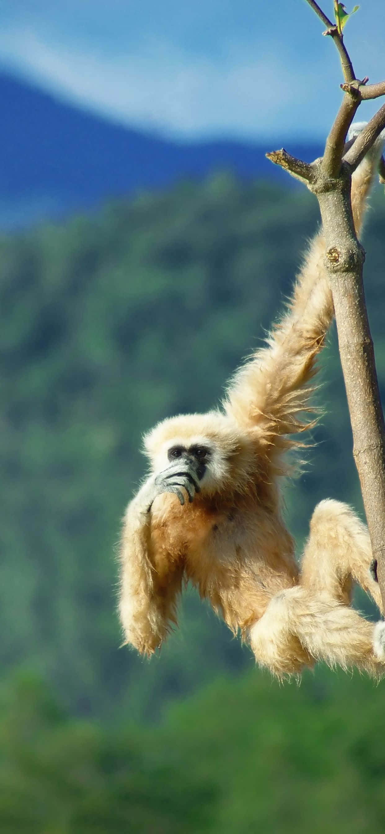 Die Perfekte Foon - iPhone Xs Max Gibbon Muurpapier