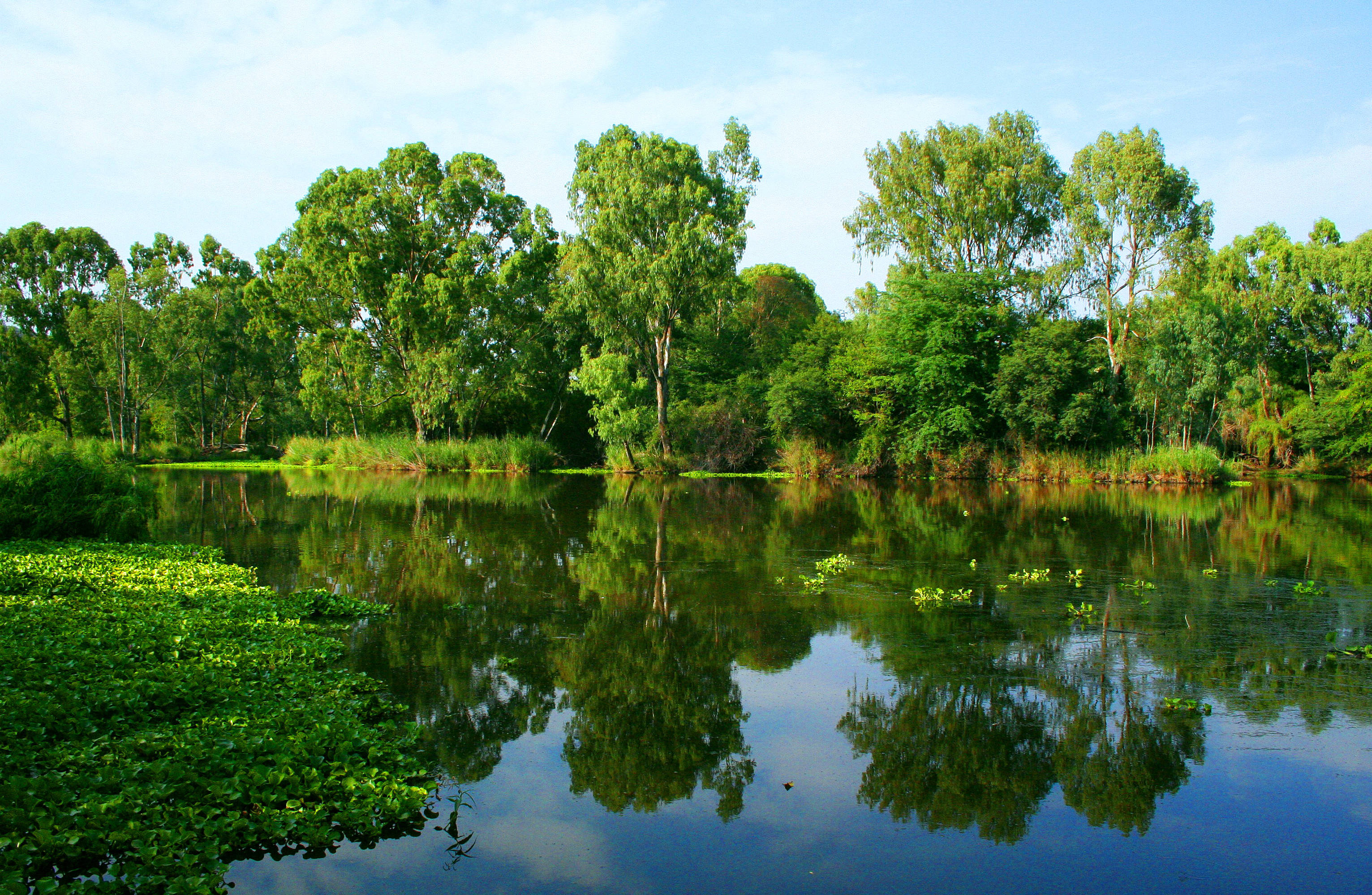 Die perfekte somerdag deurgebring by 'n rustige rivier. Muurpapier