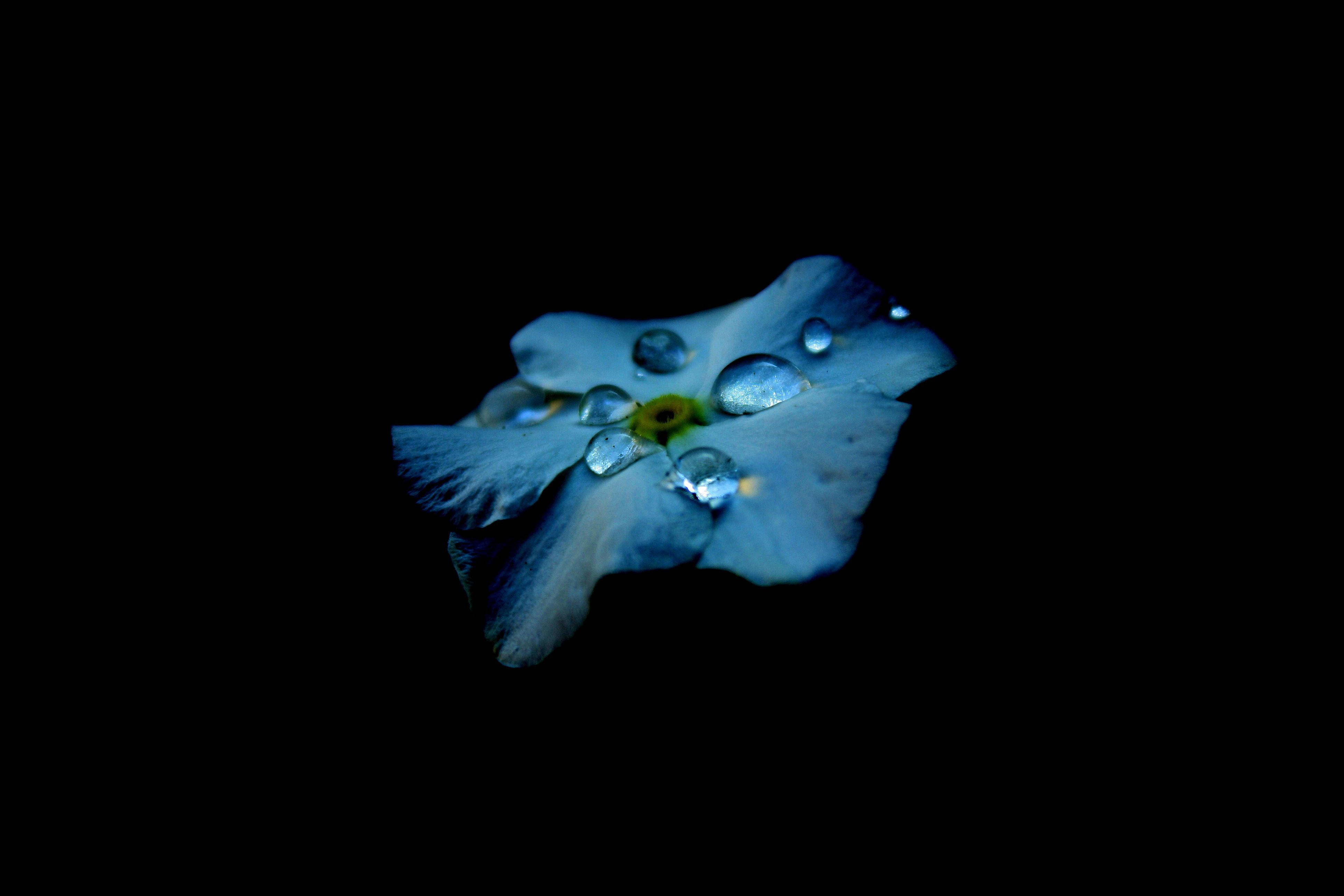 Die Skoonheid van die Lewe Geopenbaar deur AMOLED Blou Blomdruppels Muurpapier