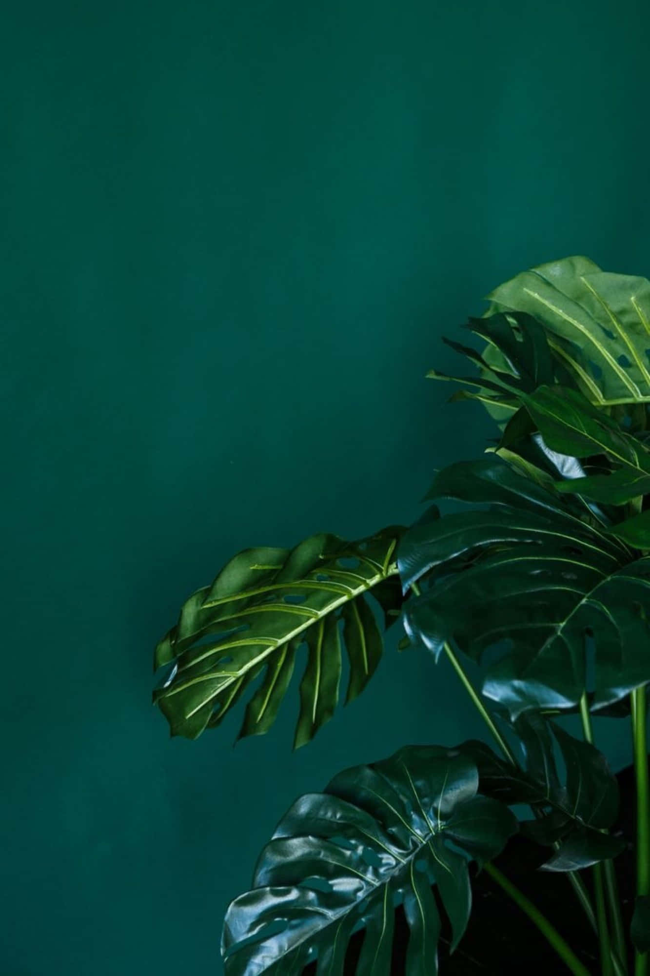 Die skoonheid van groen in al sy glorie Muurpapier
