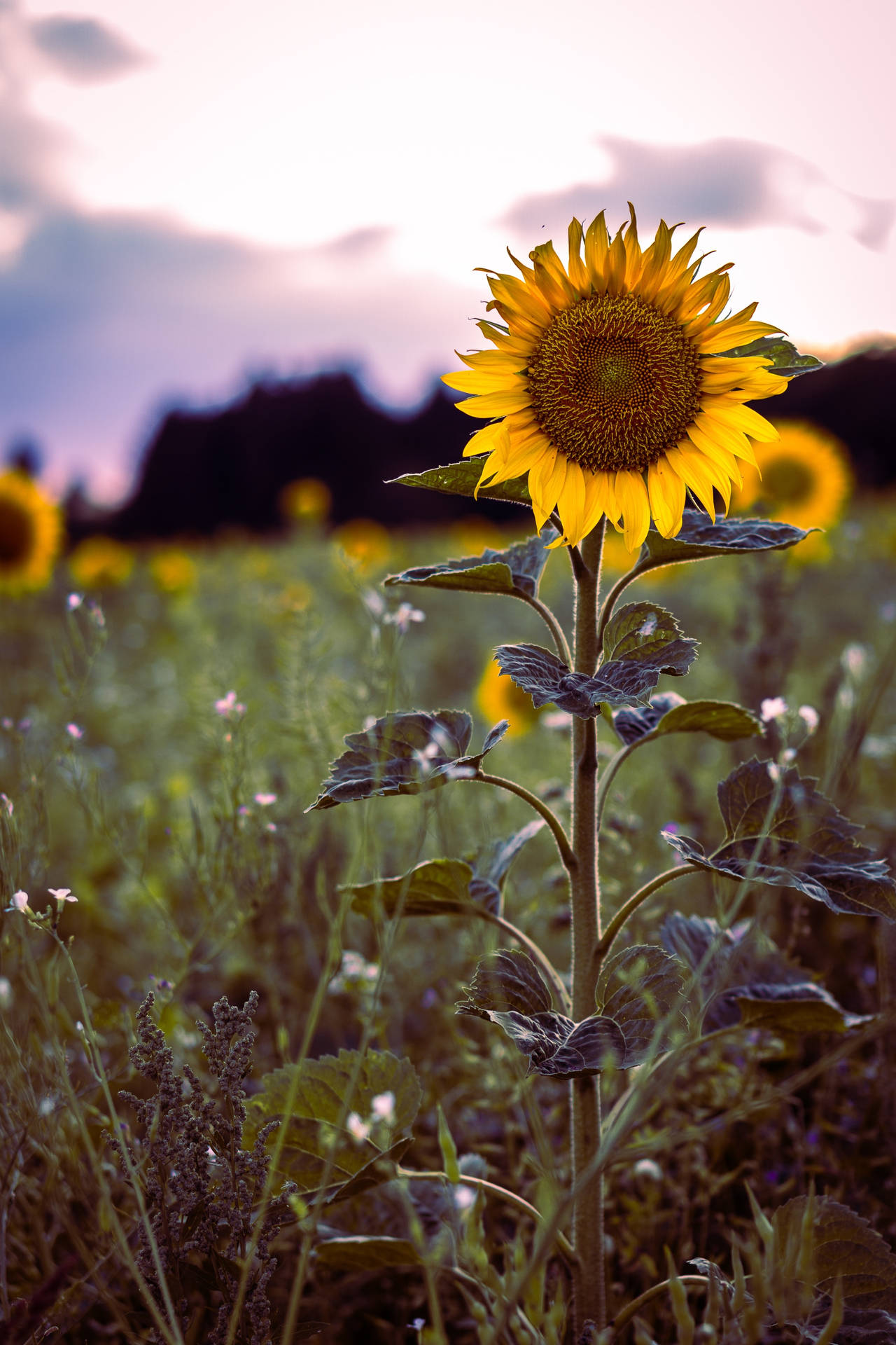 Nabyfoto van sonneblomme in die veld met vintage kleur, sonnige dag.