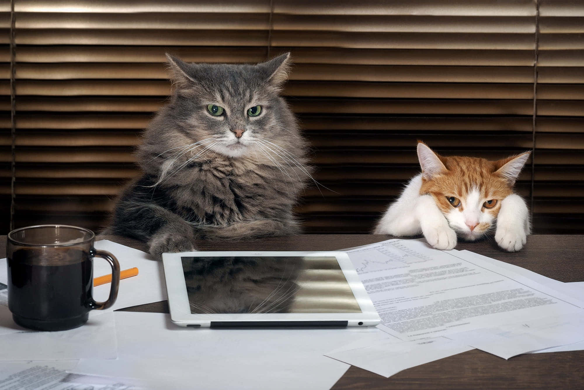Die Wêreld Volgens Grumpy Cat Muurpapier