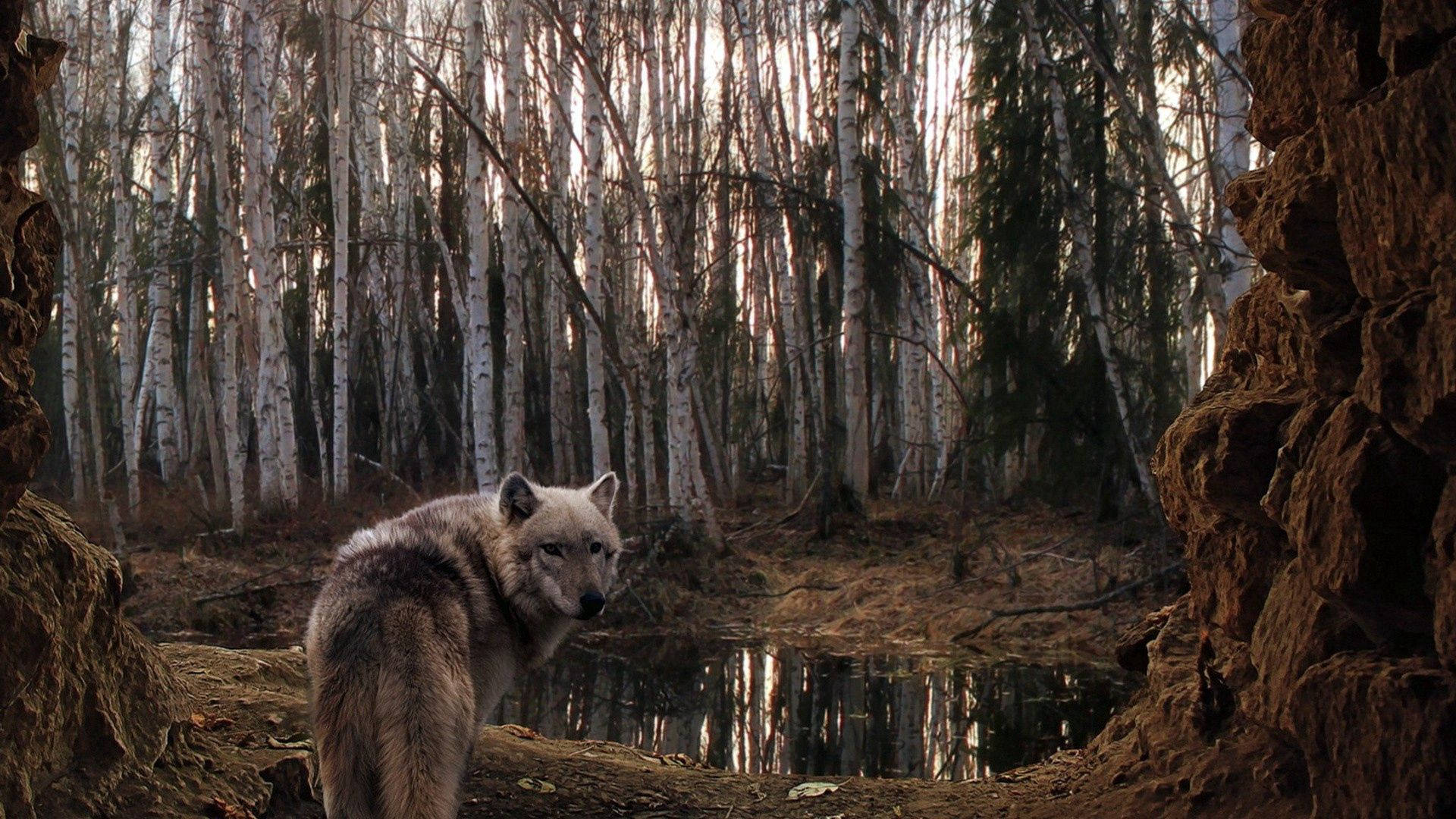 Roofwolf wat in 'n bos vol bome en stilstaande water op die grond staan.