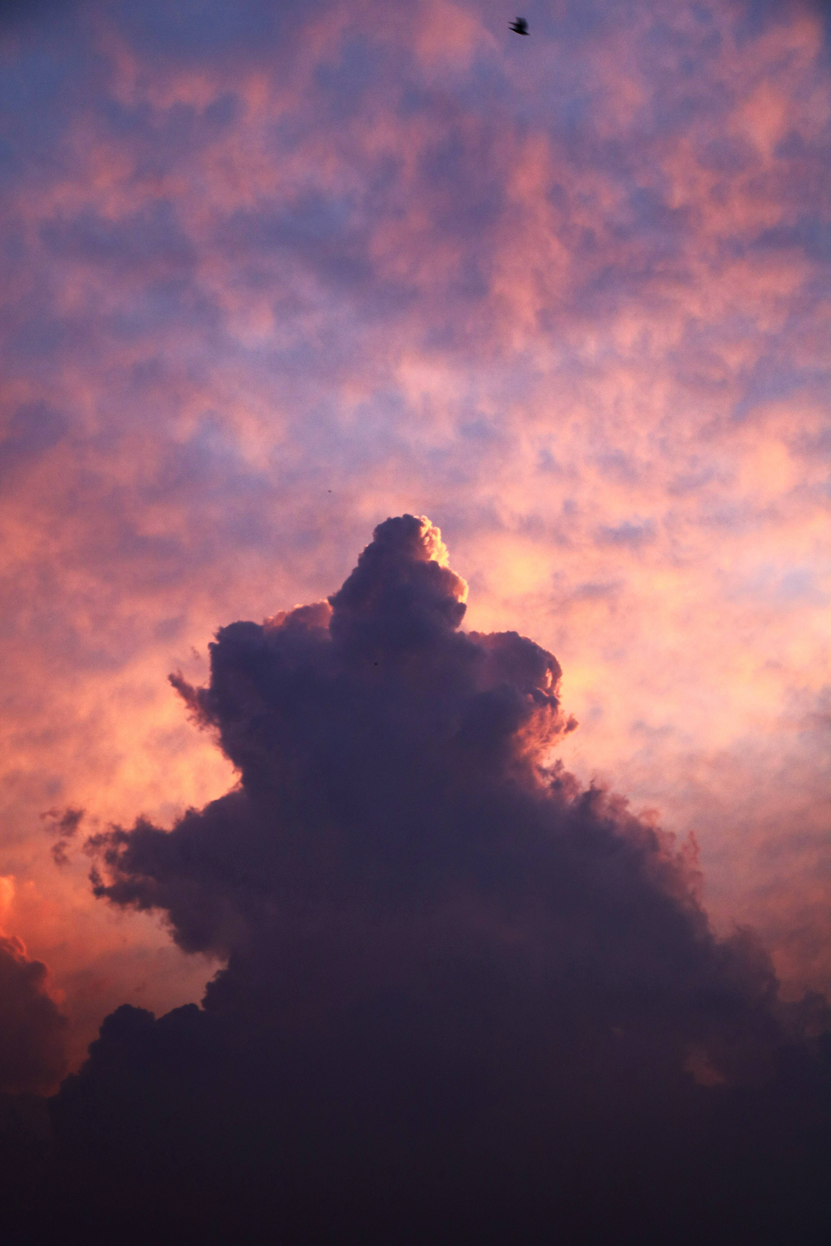 Dik Wolk iPhone Muurpapier