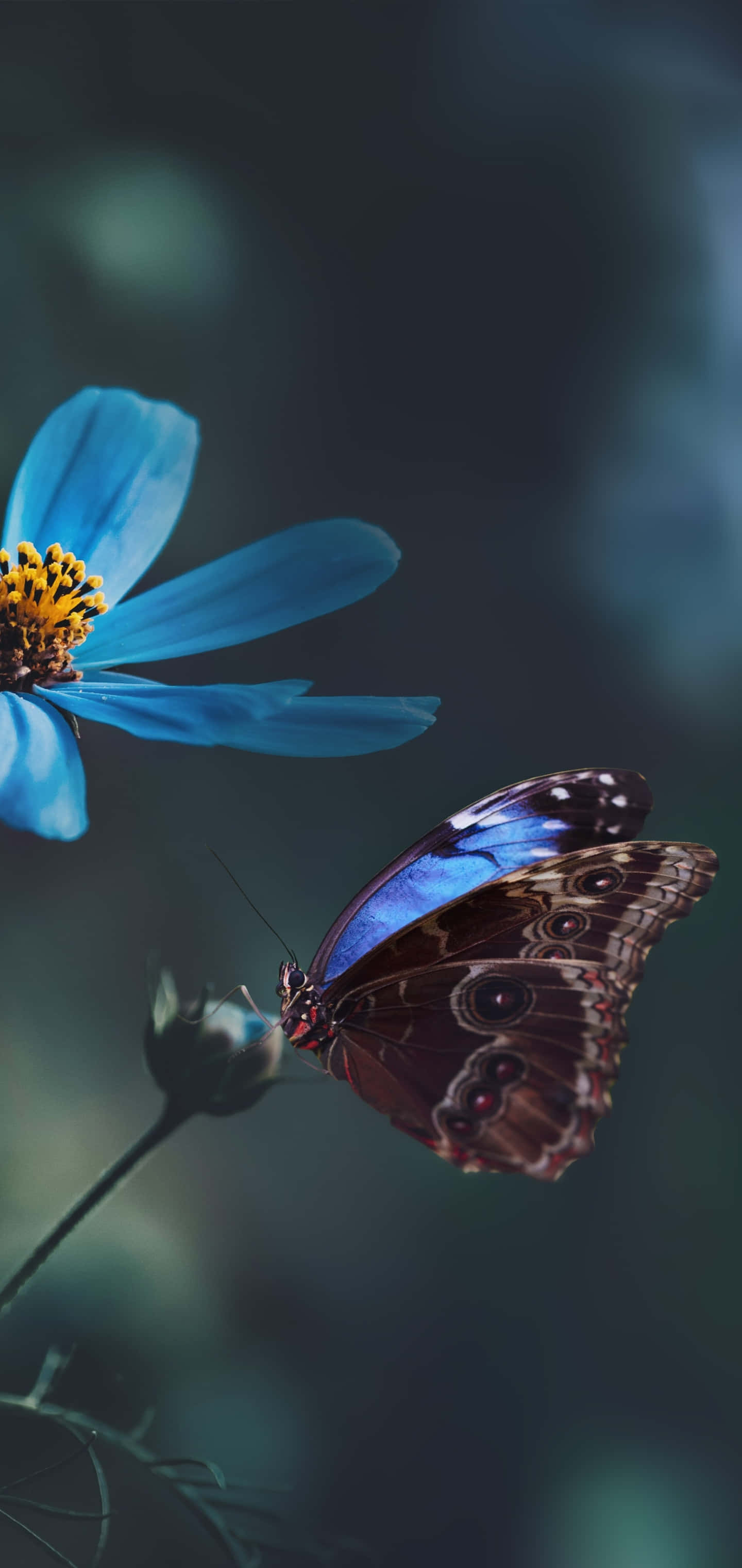 Donker Agtergrond Blomme en Skoenlappers Muurpapier