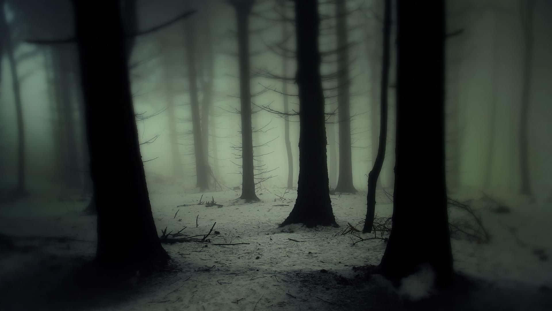 Donker Bos Agtergrond Muurpapier