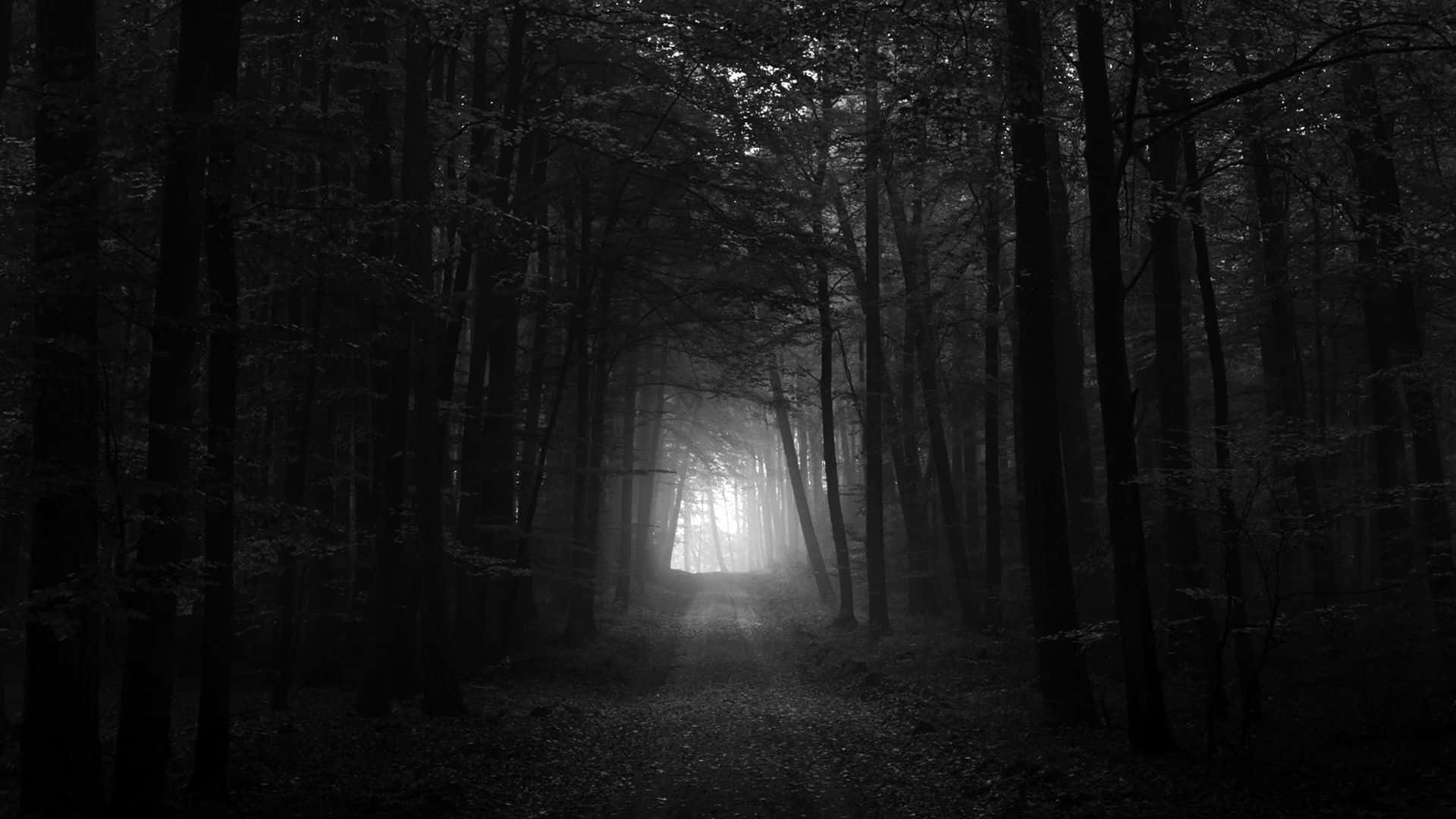 Donker Bos Agtergrond Muurpapier