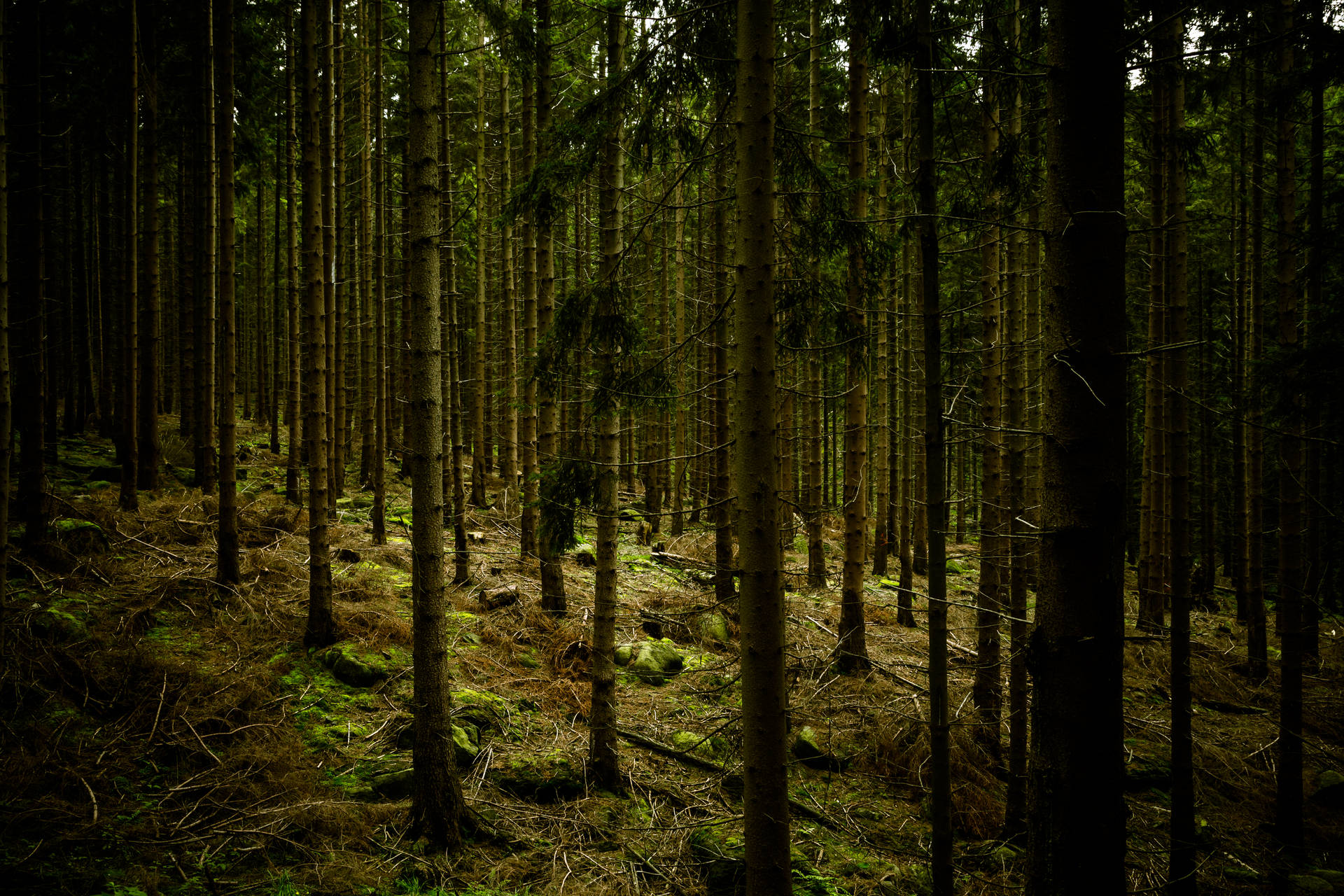 Donker Groen Woud Agtergrond — Donker estetiese GIF Muurpapier