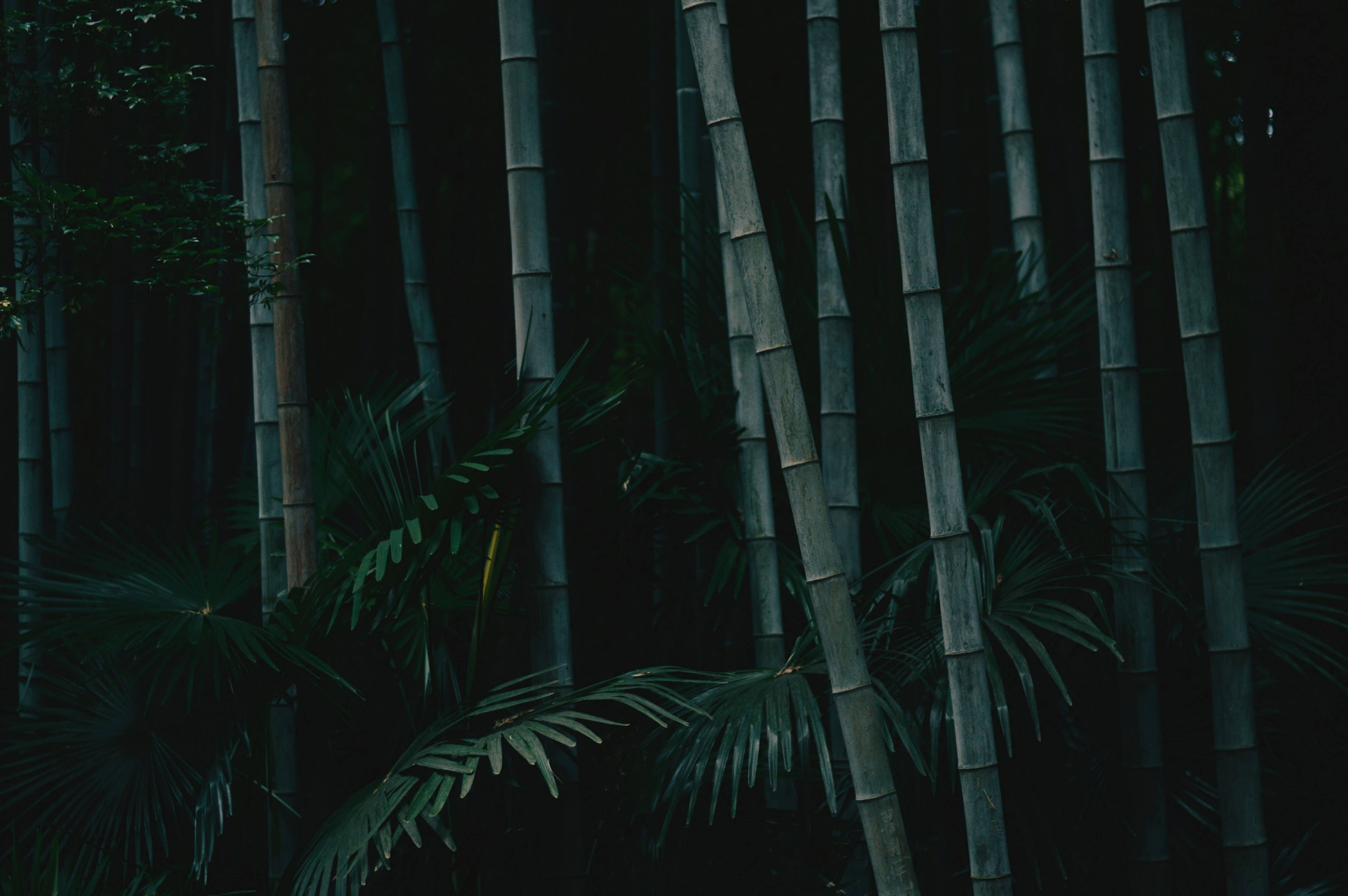 Donker Hoë Bamboes 4K Natuur Muurpapier