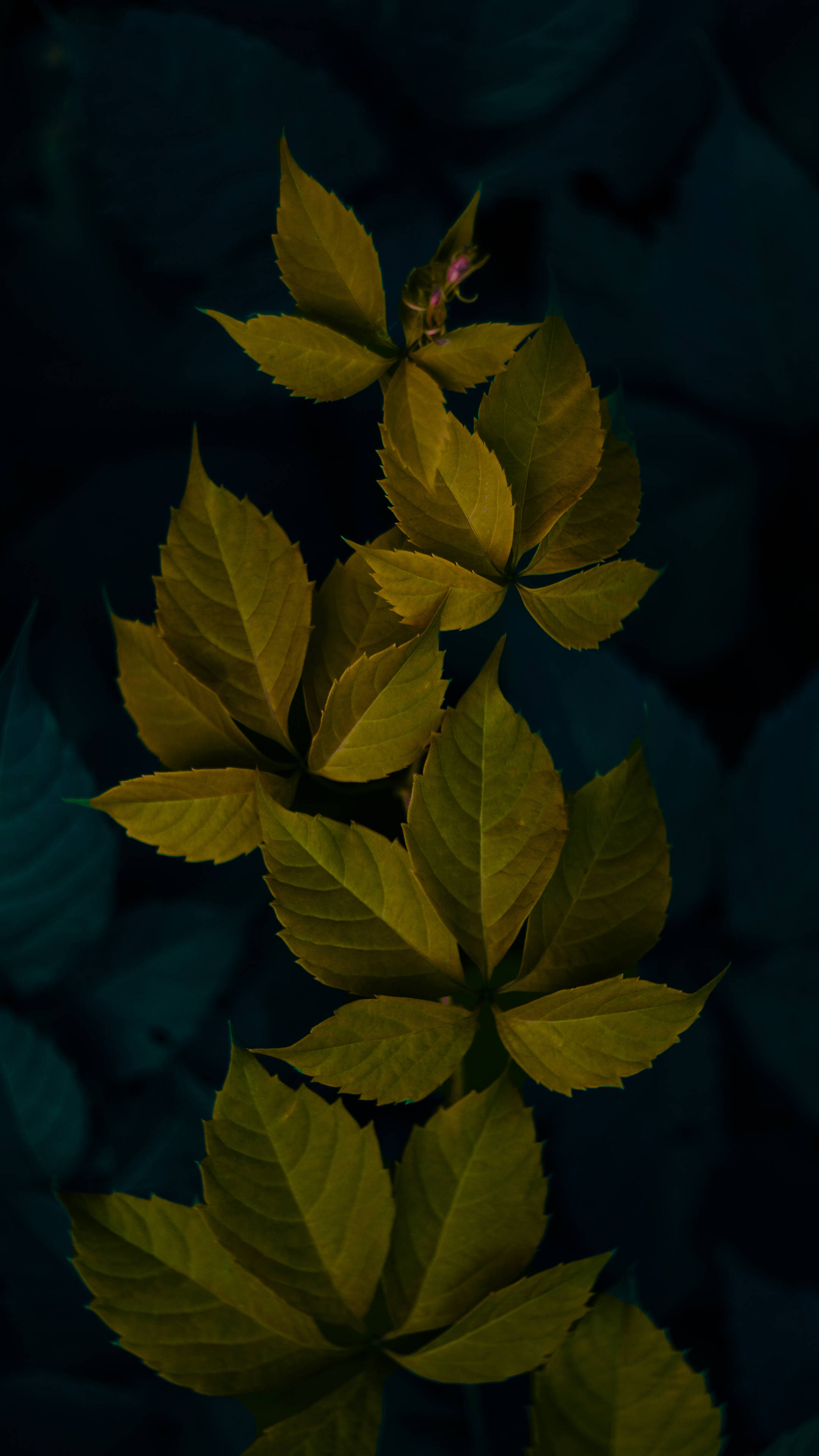 Donkergroen Minimalistiese Plantblare Muurpapier