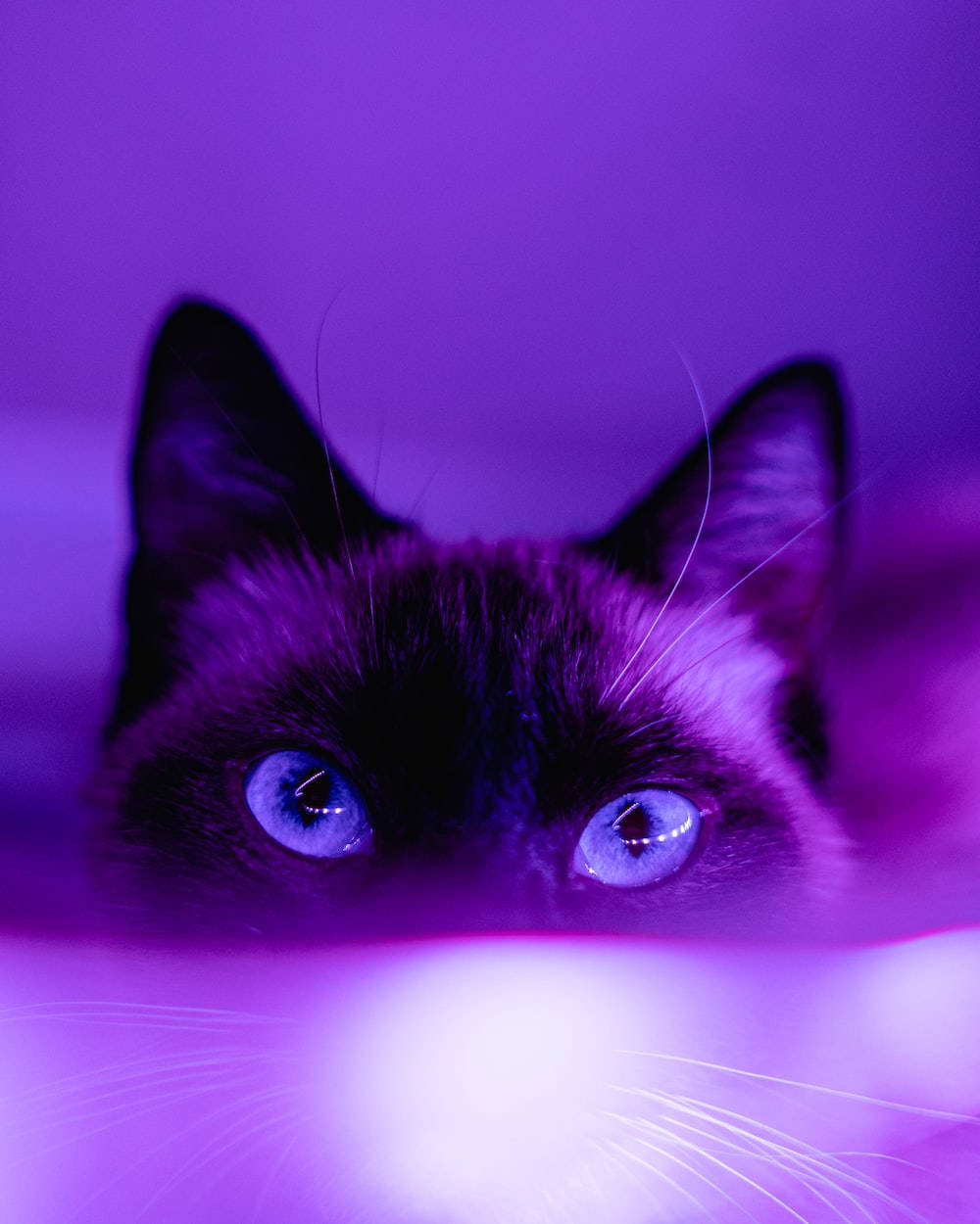 Donkerpers Aestetiese Siamese Kat Muurpapier