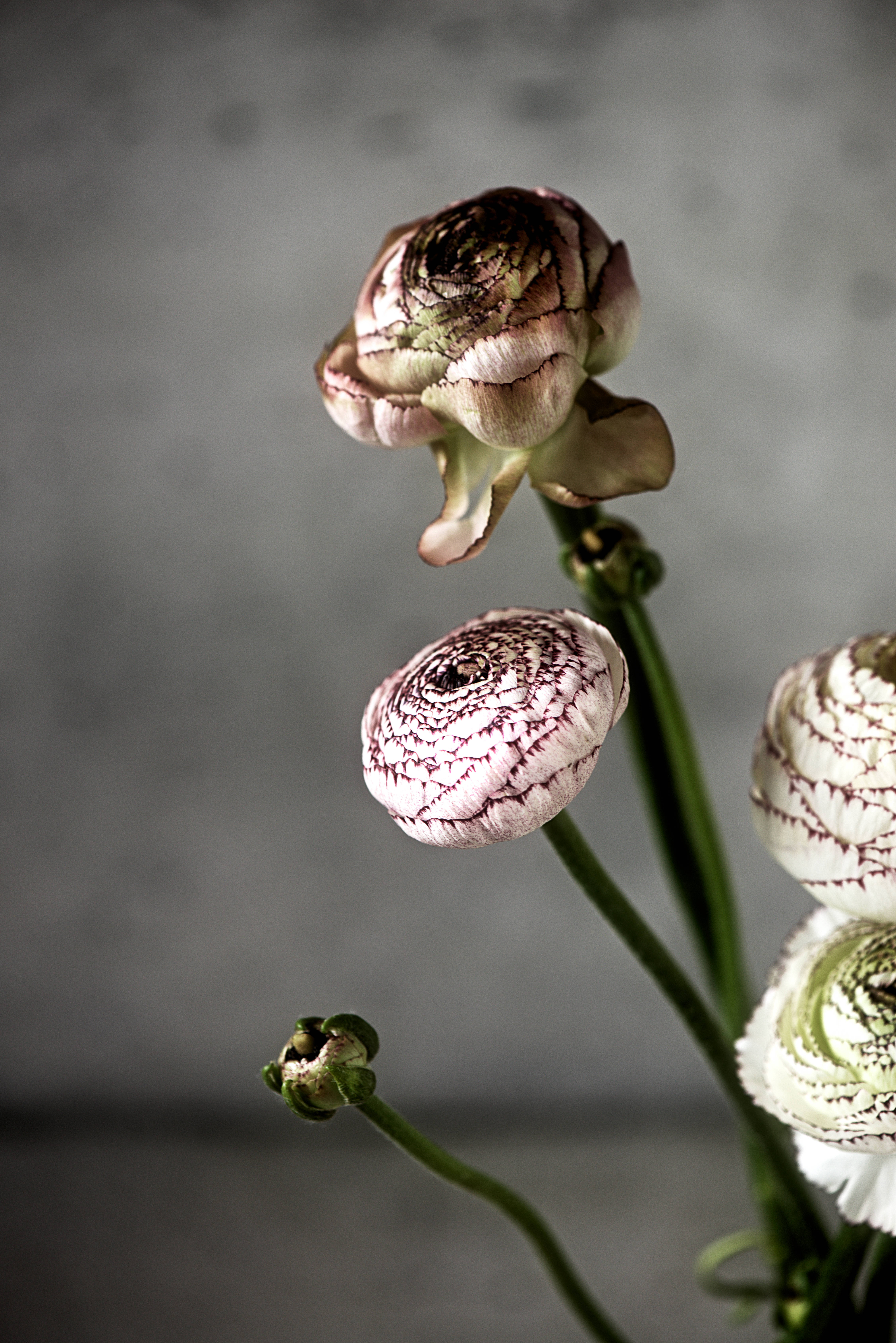 Donkerpienk Blomblom met Stingel Muurpapier