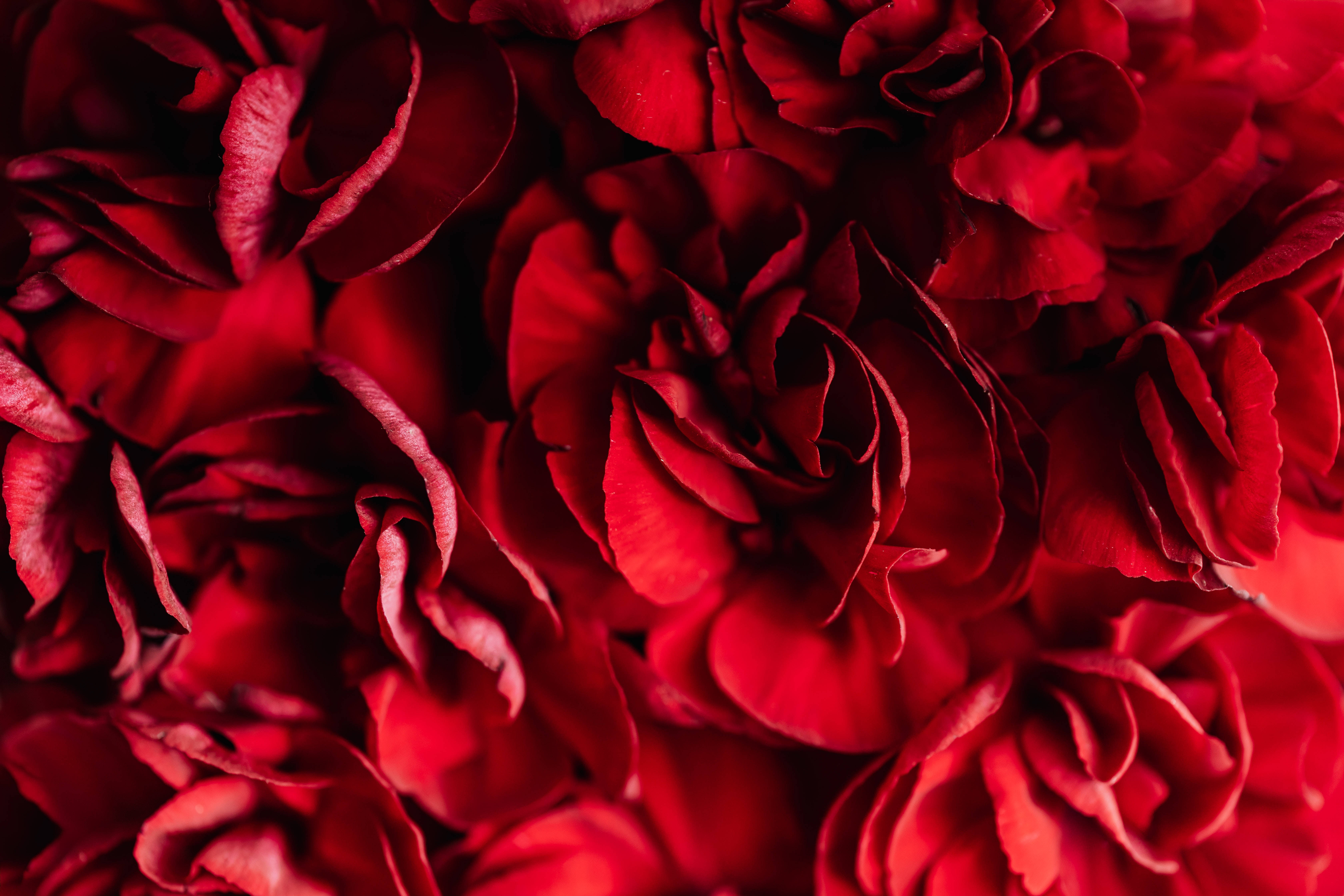 Donkerrooi Blomblare Muurpapier